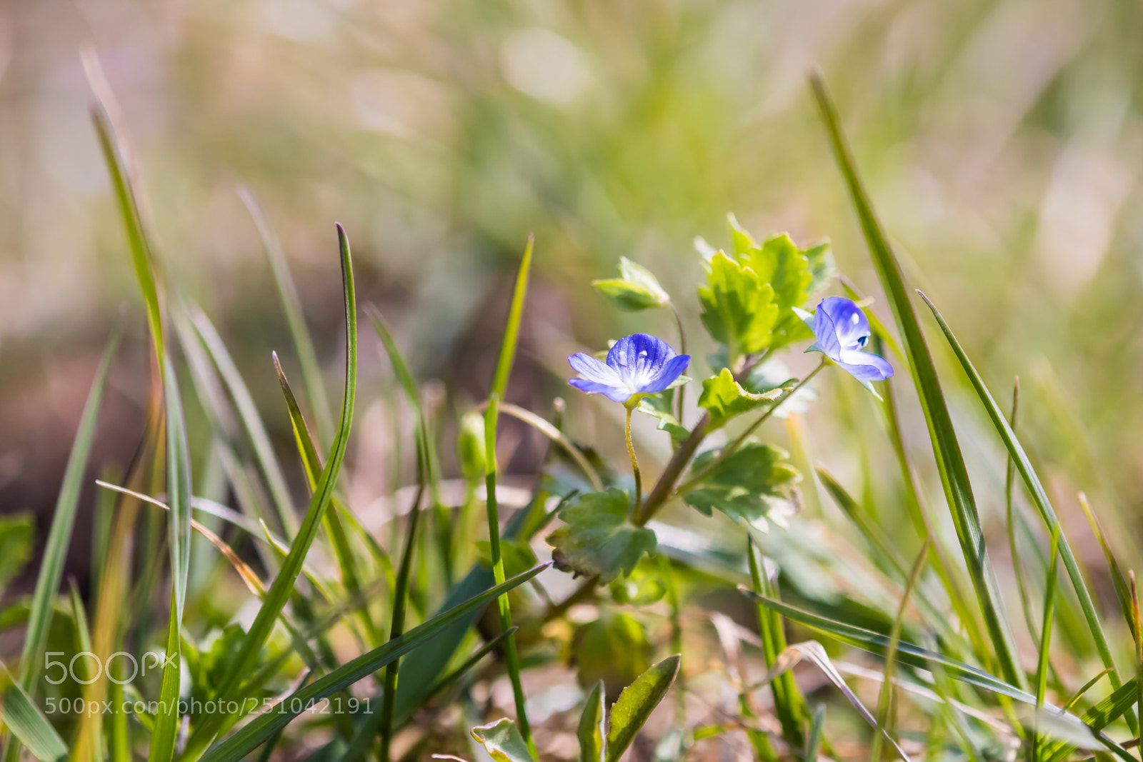 Canon EOS 77D (EOS 9000D / EOS 770D) sample photo. Springtime (1) photography