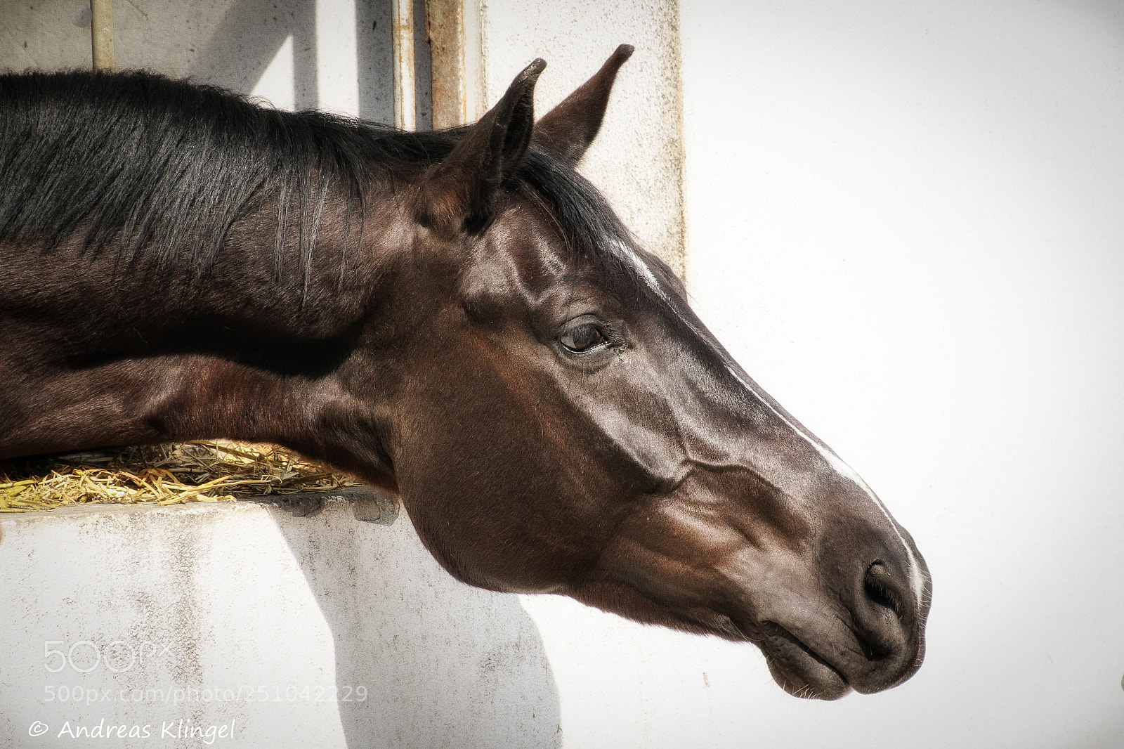Nikon D5300 sample photo. Pferd photography