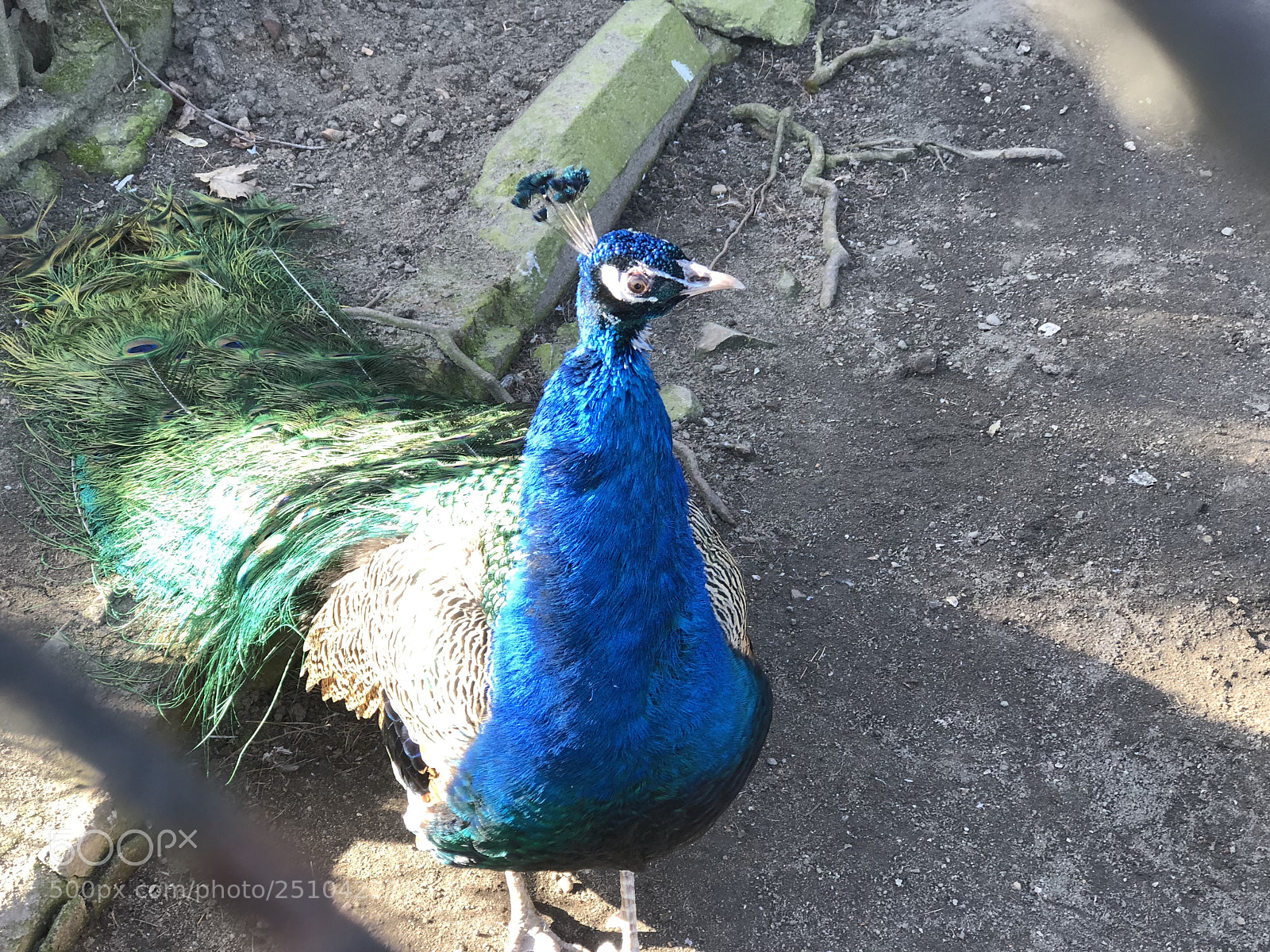 Apple iPhone 8 Plus sample photo. Peacock photography