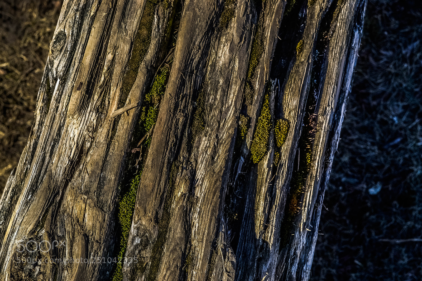 Nikon D3100 sample photo. Log close up photography