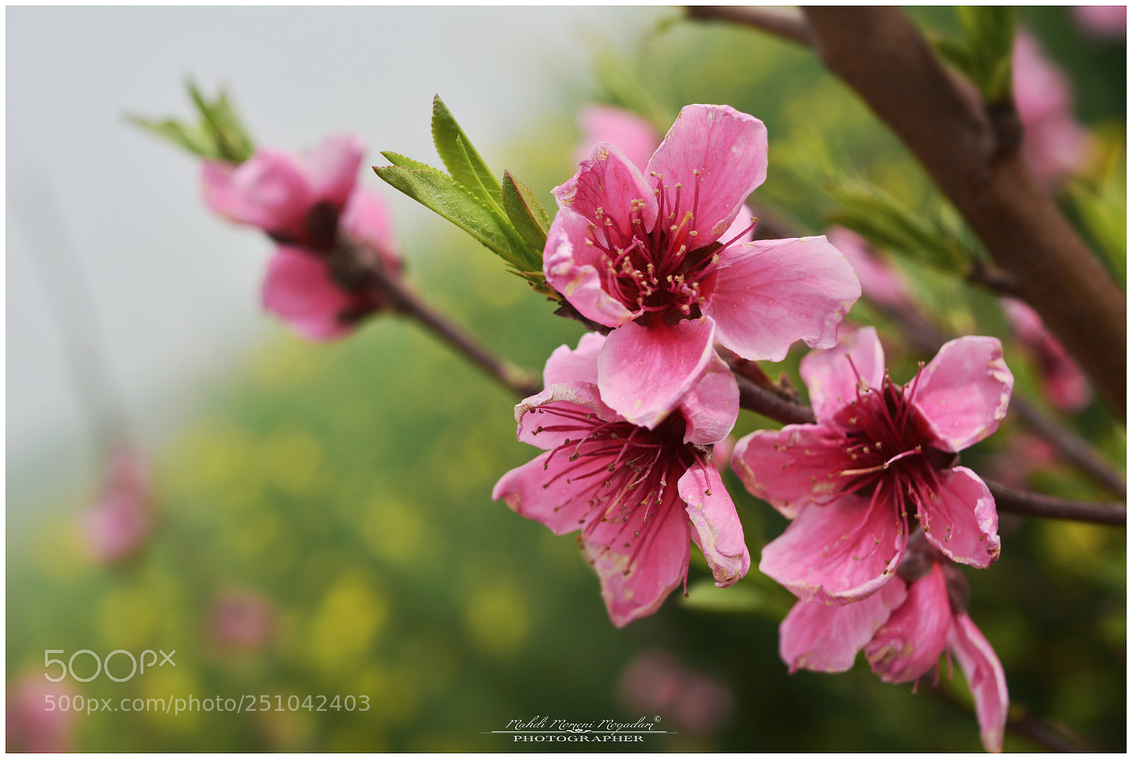 Nikon D5200 sample photo. Bloom photography