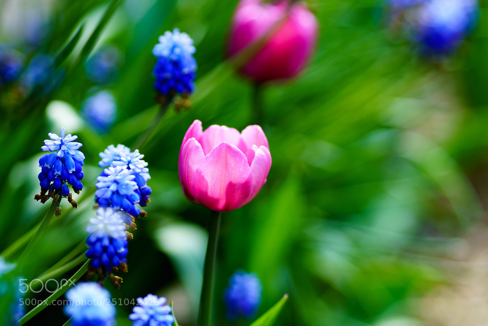 Sony a7R II sample photo. Tulip 31. photography