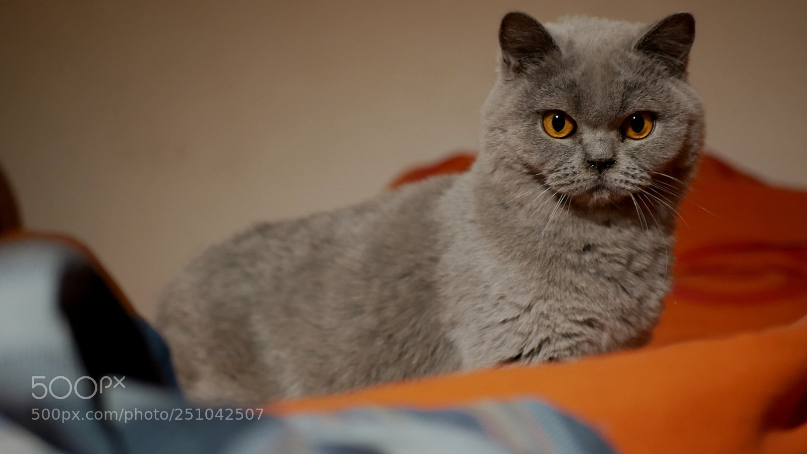 Panasonic DMC-G81 sample photo. Amber eyes 2 photography