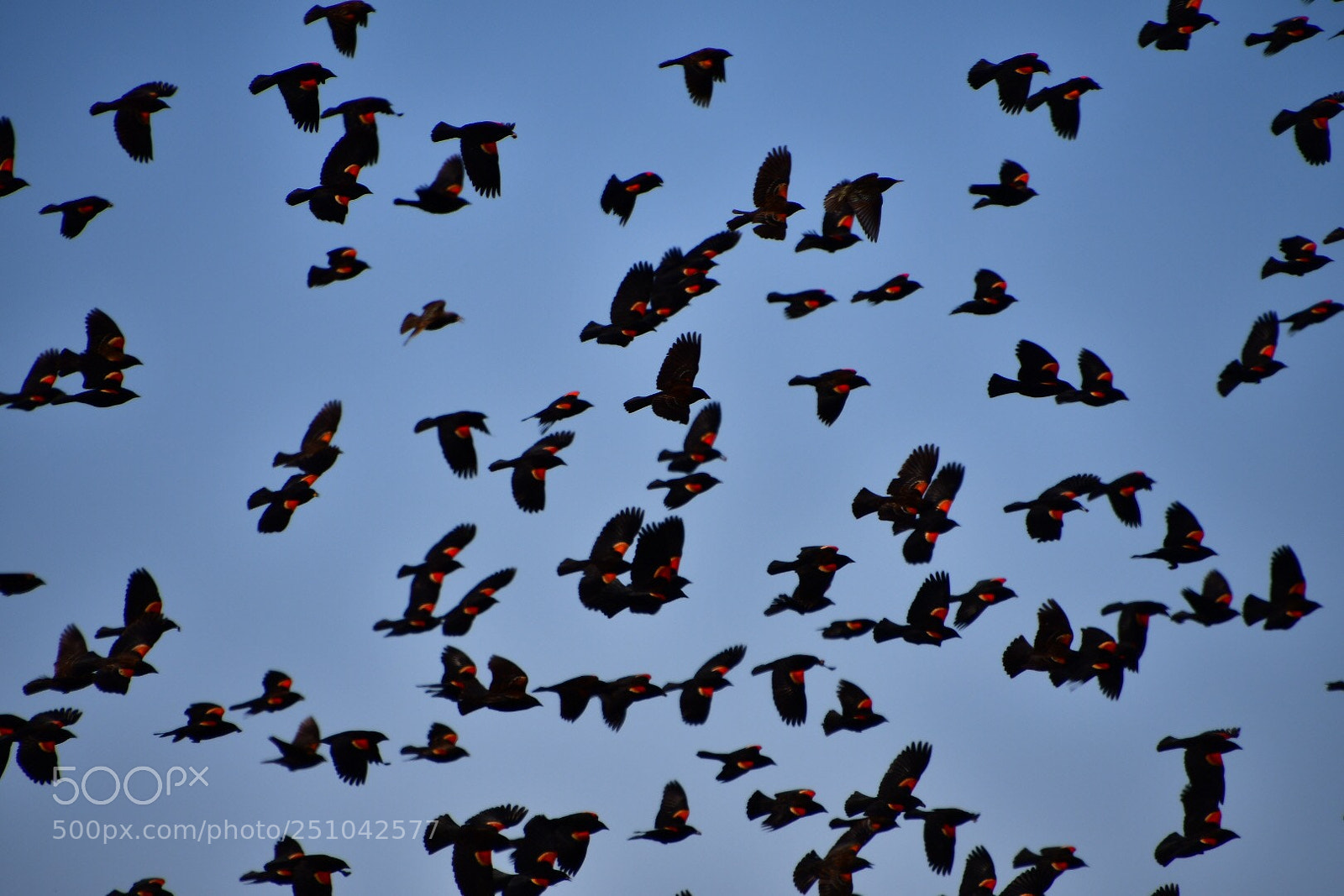 Nikon D7500 sample photo. Flying black birds photography