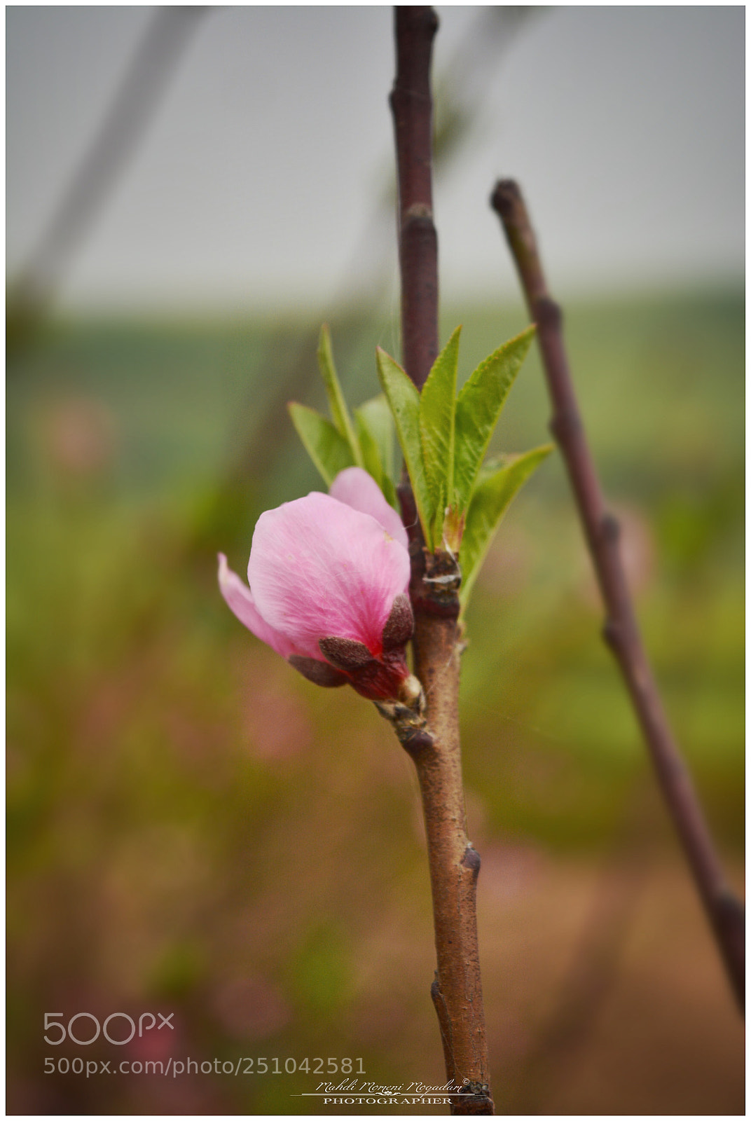 Nikon D5200 sample photo. Bloom photography