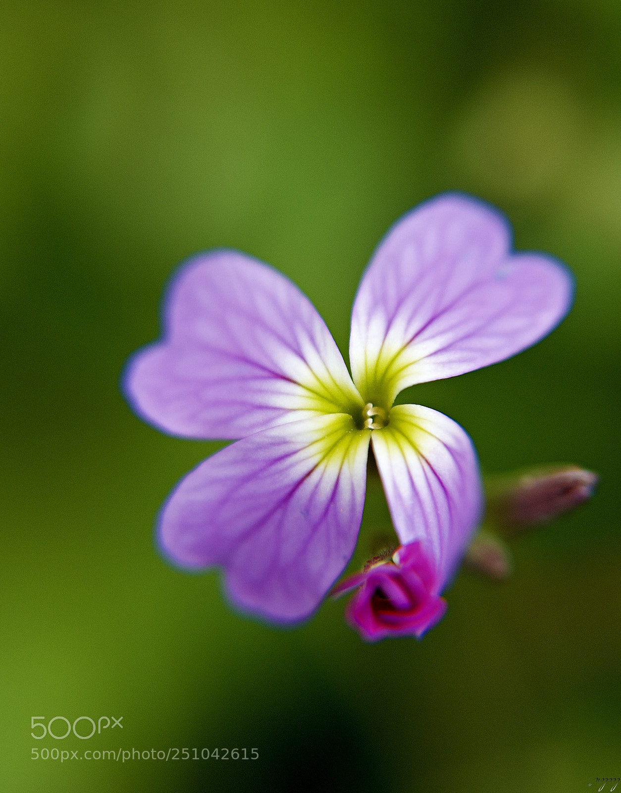 Nikon D3100 sample photo. Flower... photography