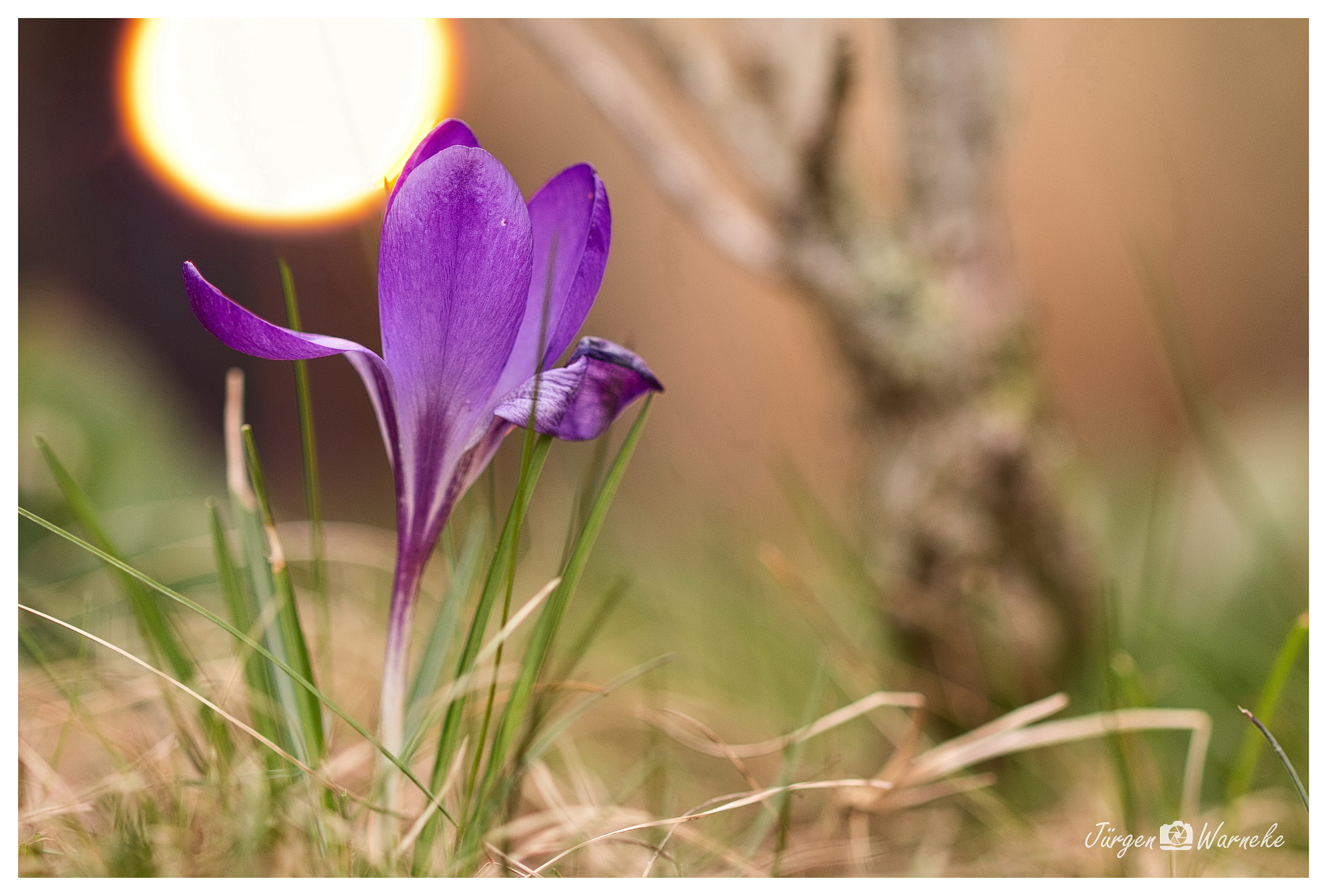 Canon EF 100mm F2.8L Macro IS USM sample photo. Spring is coming up photography