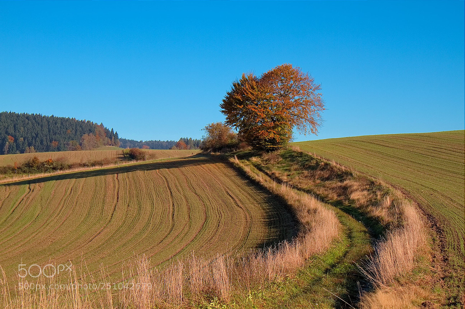 Canon EOS 7D sample photo. Tree on track across photography