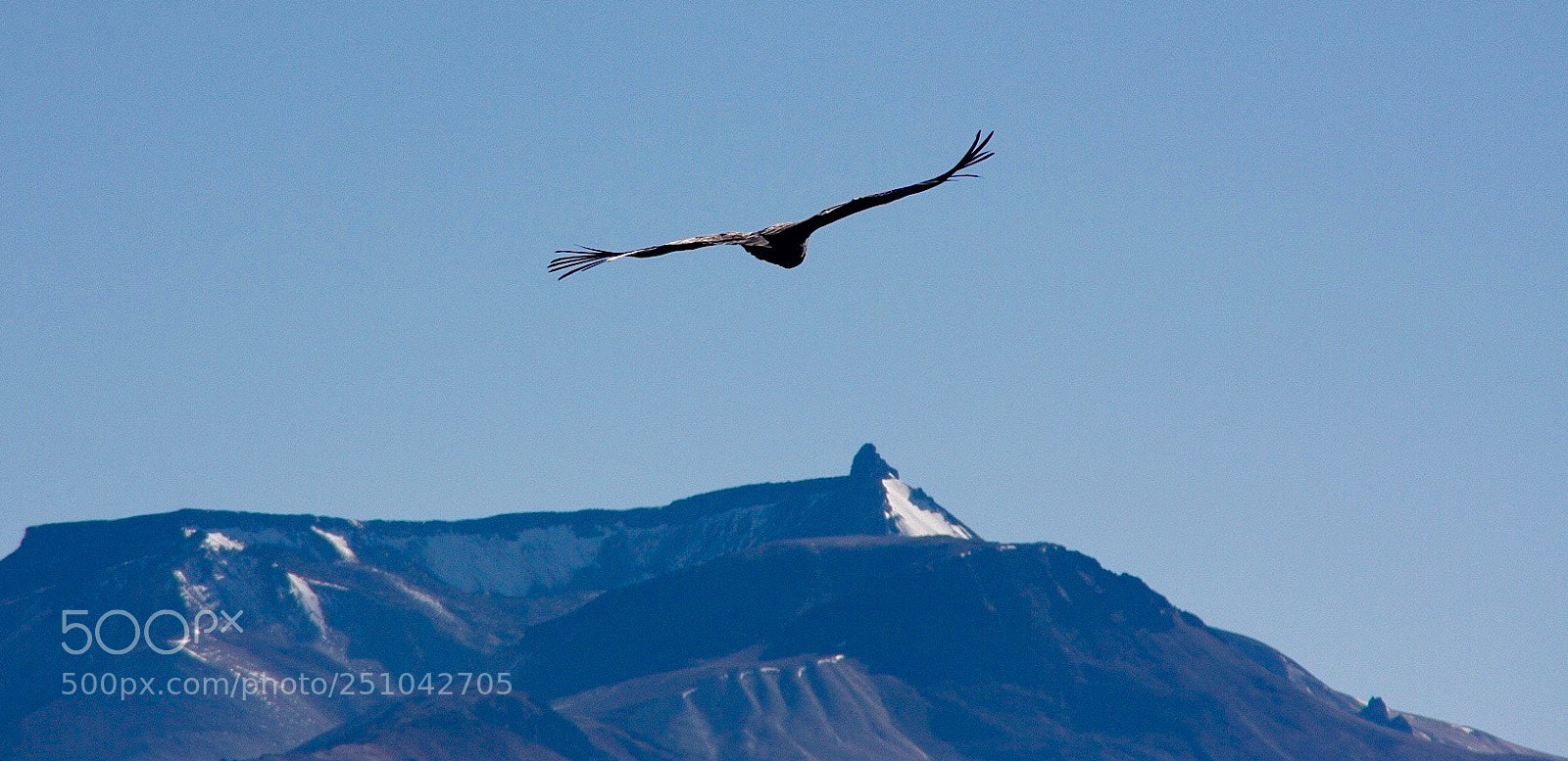 Canon EOS 40D sample photo. Wings photography