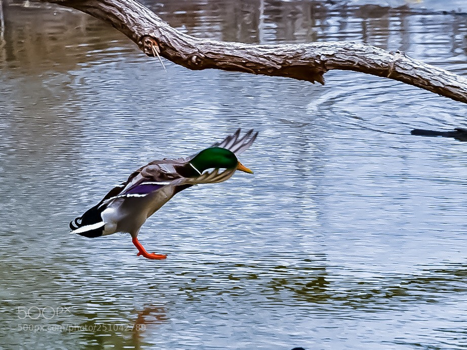 Nikon D7500 sample photo. Landing photography