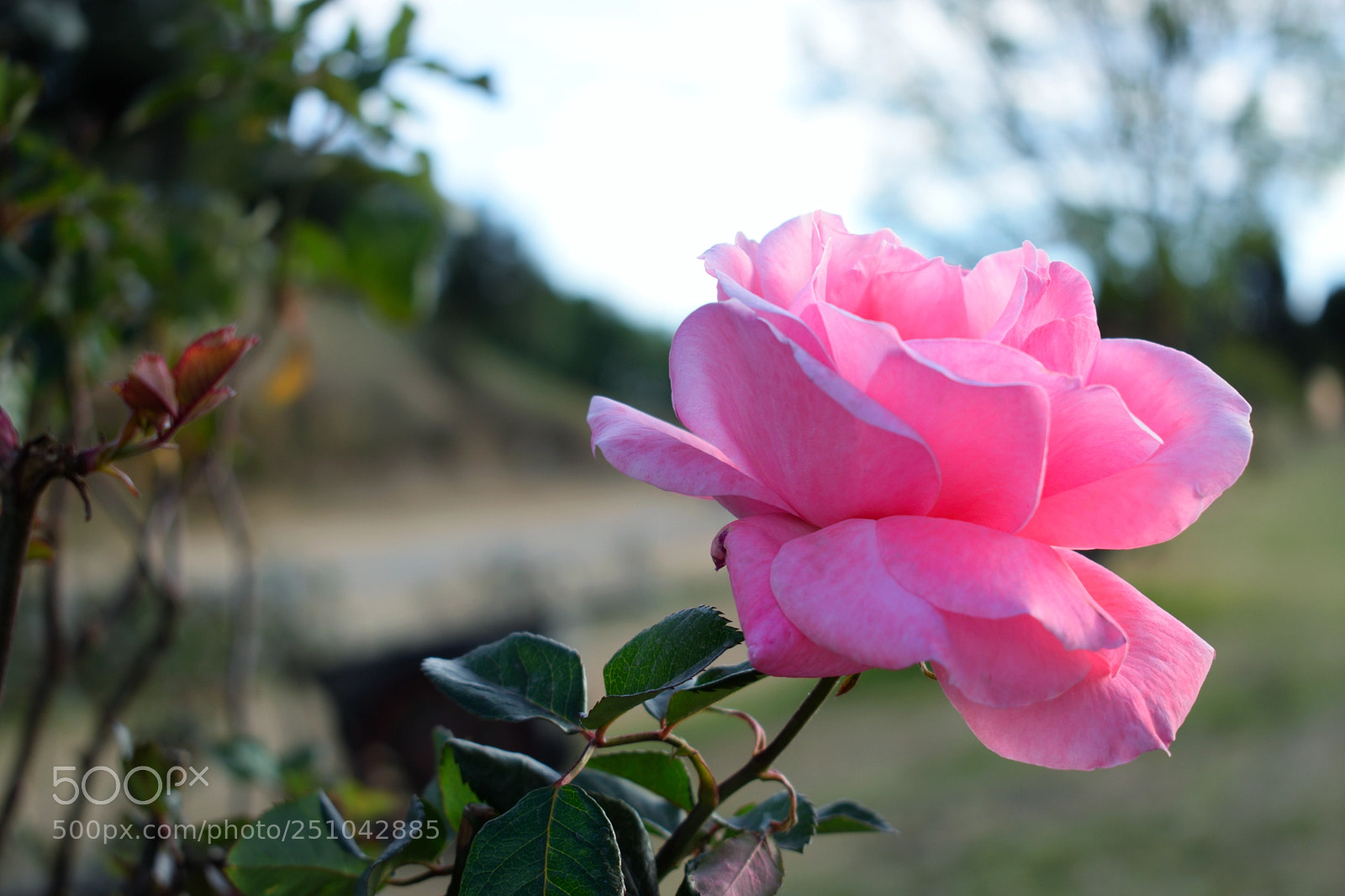 Nikon D3300 sample photo. Nature photography