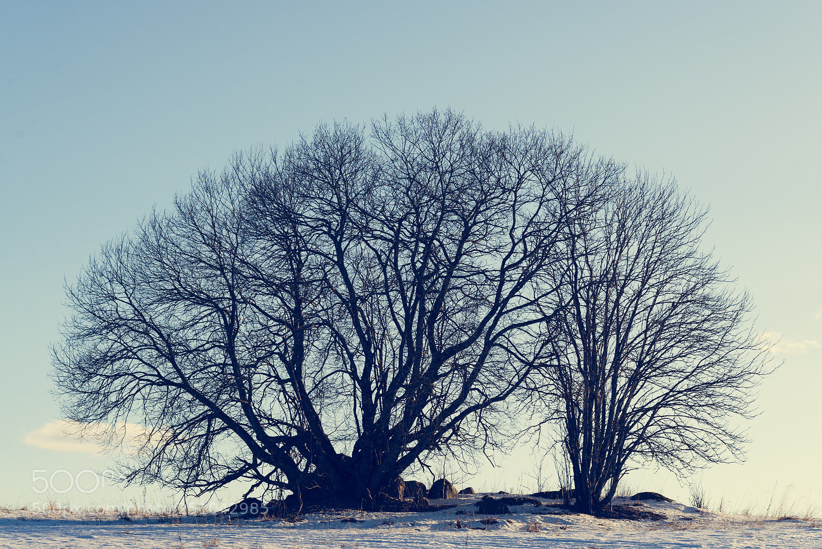 Nikon D600 sample photo. Trees in colour photography