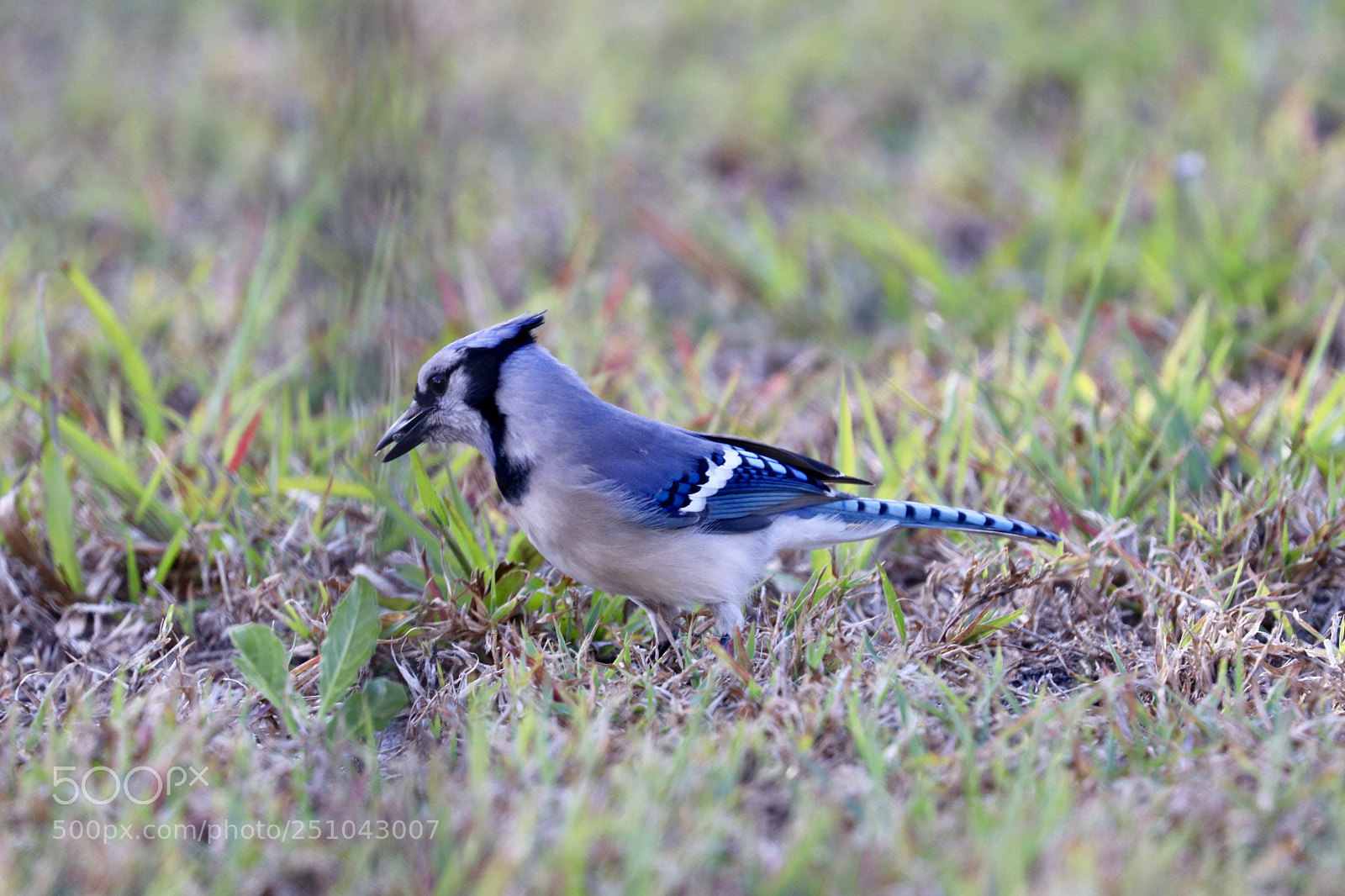 Canon EOS 80D sample photo. Blue jay photography