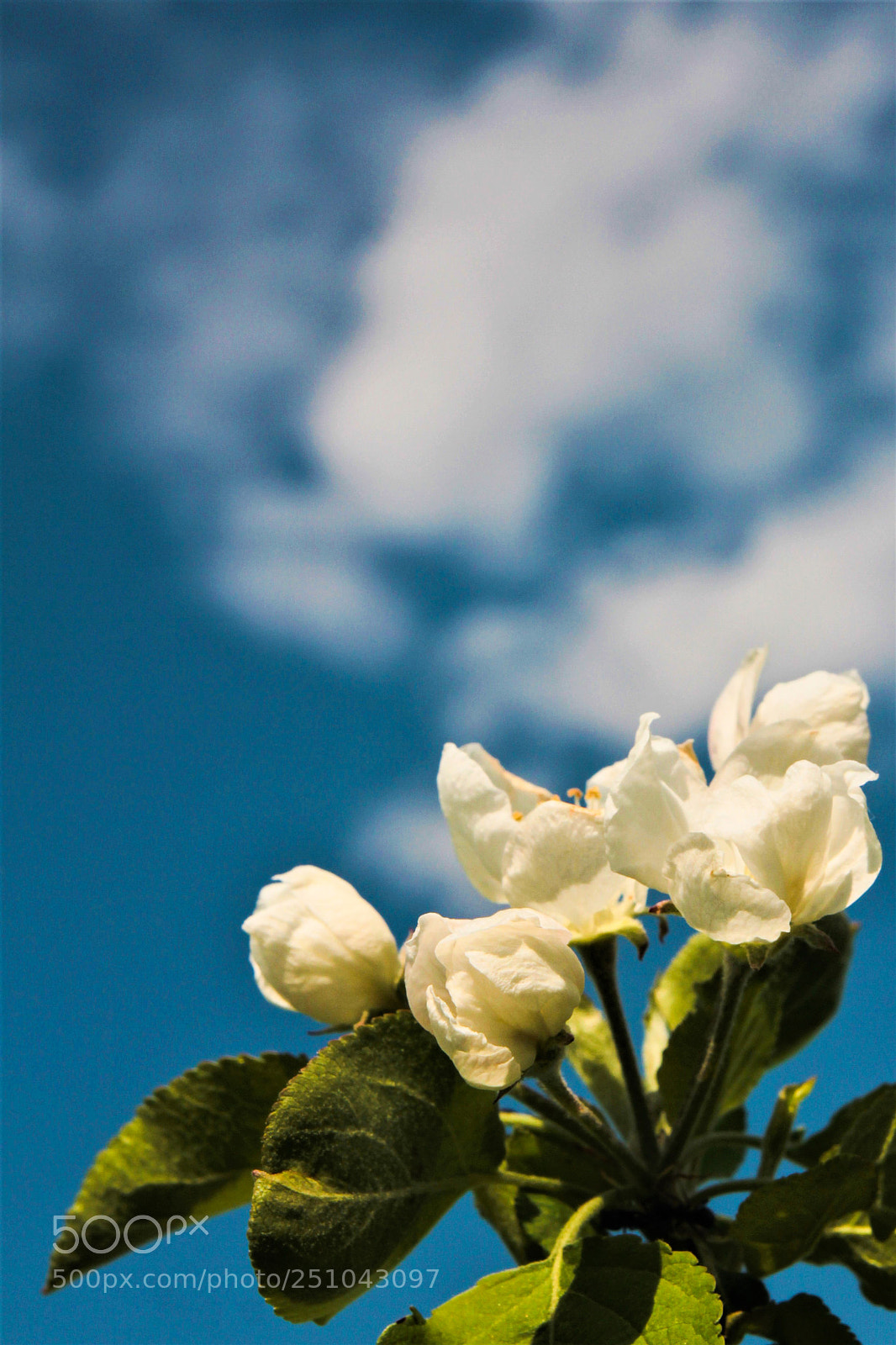 Canon EOS 550D (EOS Rebel T2i / EOS Kiss X4) sample photo. Apple blossoms against the photography