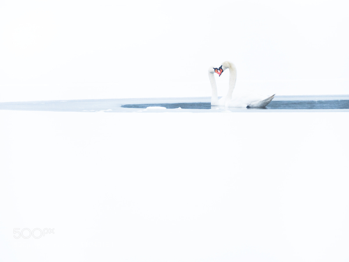Olympus OM-D E-M5 II sample photo. Schwäne im schnee photography