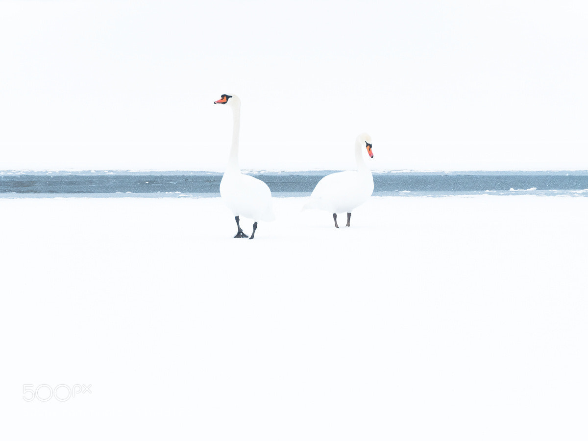 Olympus OM-D E-M5 II sample photo. Schwäne im schnee photography