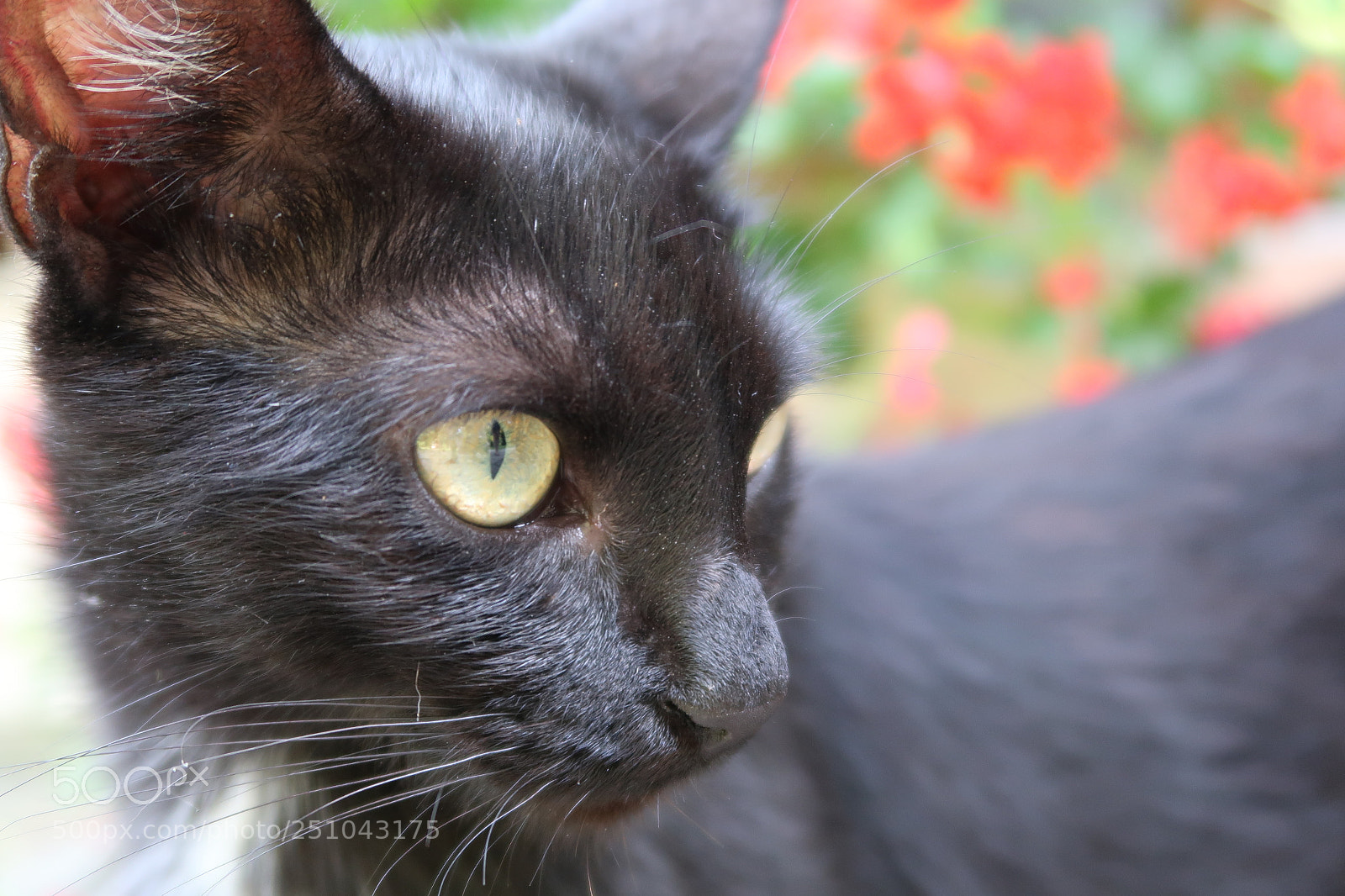 Canon PowerShot G7 X Mark II sample photo. See photography