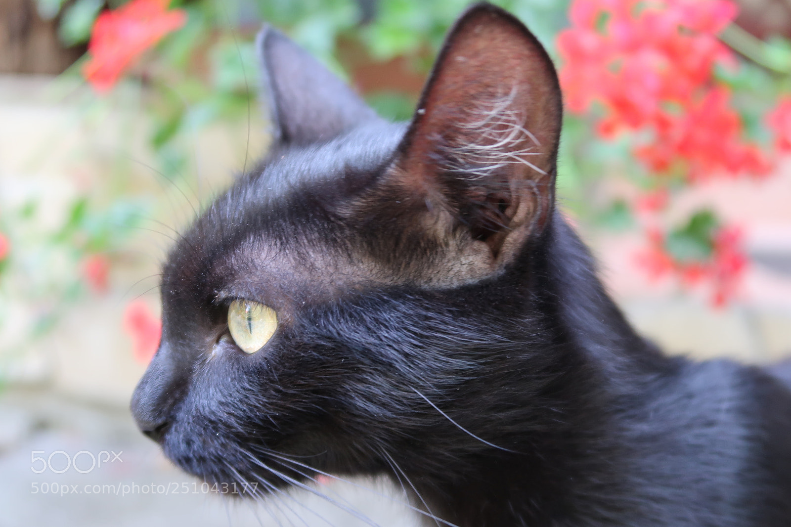 Canon PowerShot G7 X Mark II sample photo. Look photography