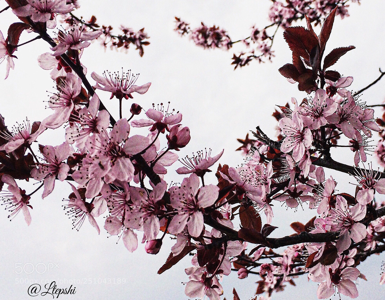 Apple iPhone 5s sample photo. Spring  photography