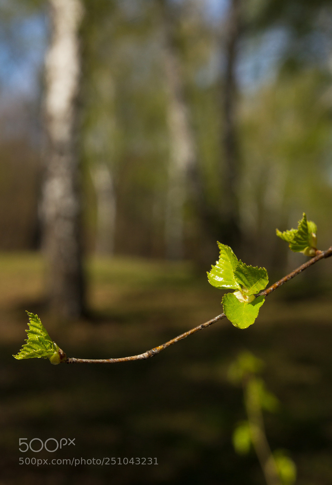 Canon EOS 550D (EOS Rebel T2i / EOS Kiss X4) sample photo. Spring birch grove photography