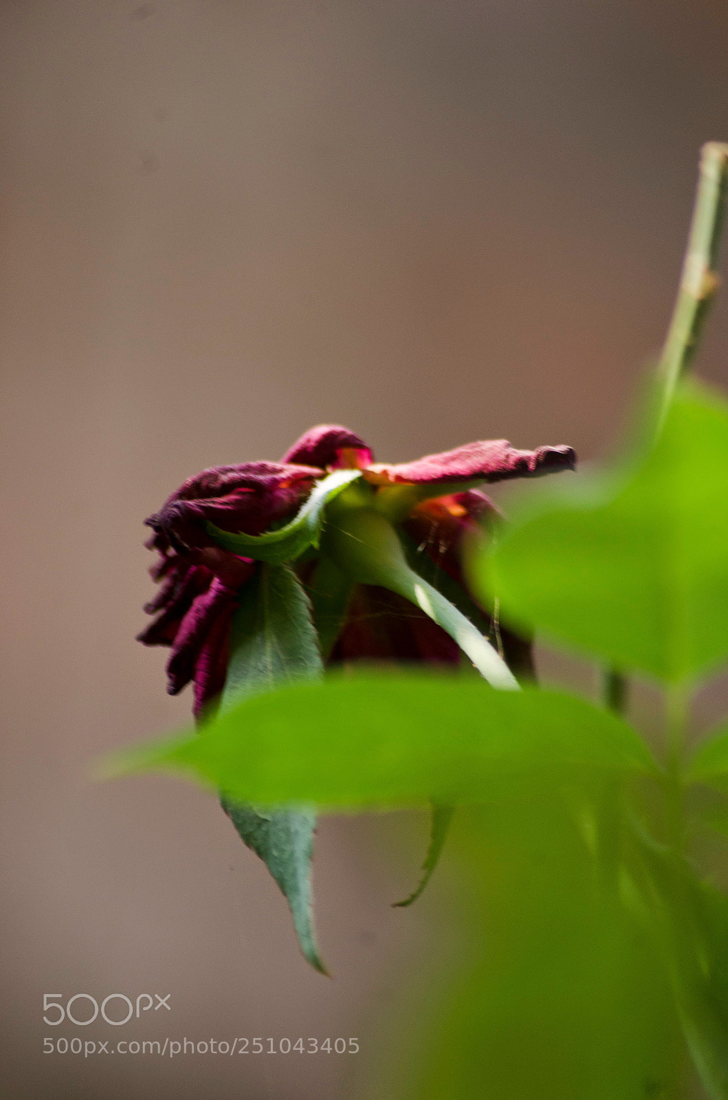 Nikon D5100 sample photo. Rose photography