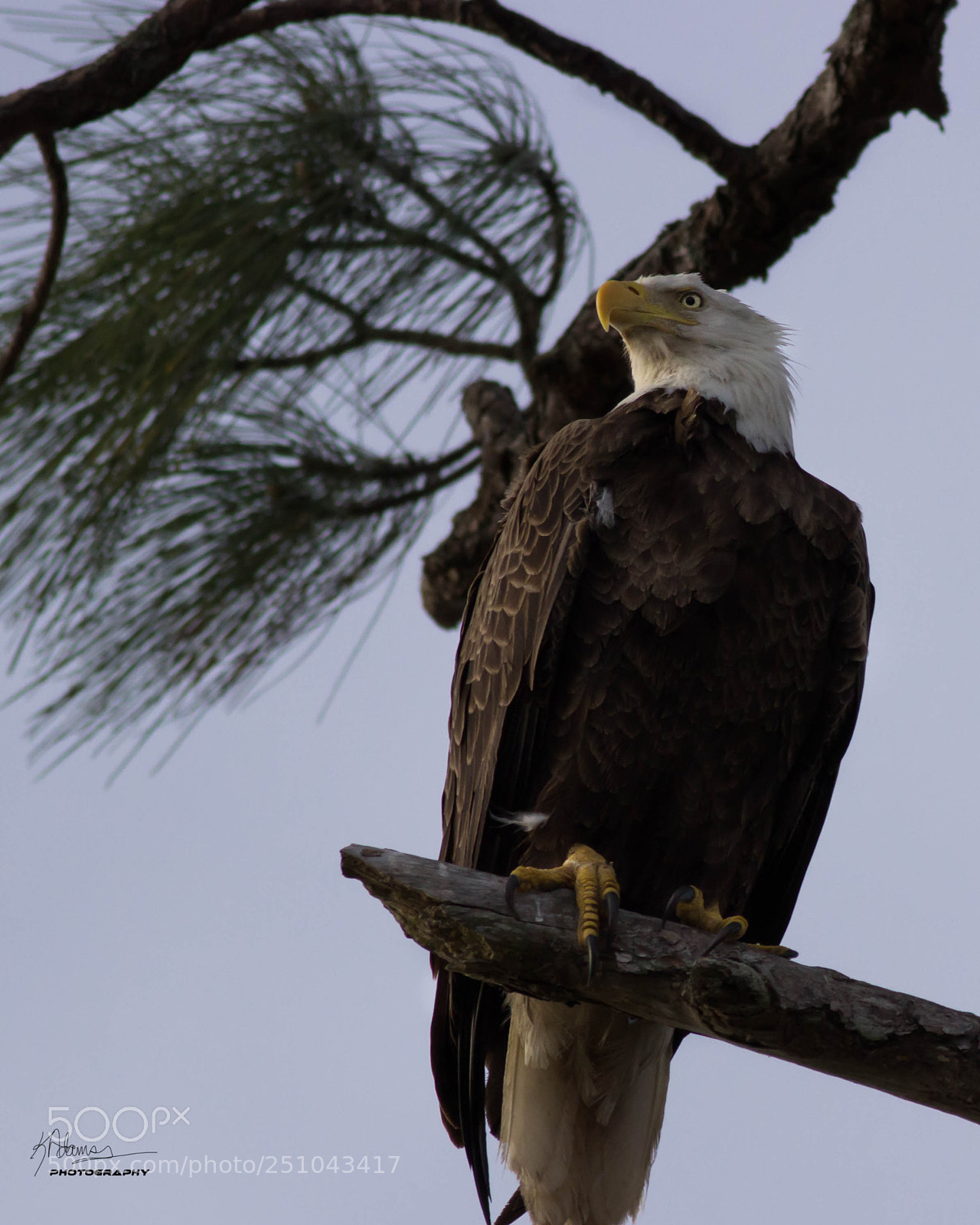 Canon EOS 600D (Rebel EOS T3i / EOS Kiss X5) sample photo. Eagle perched  looking right. photography