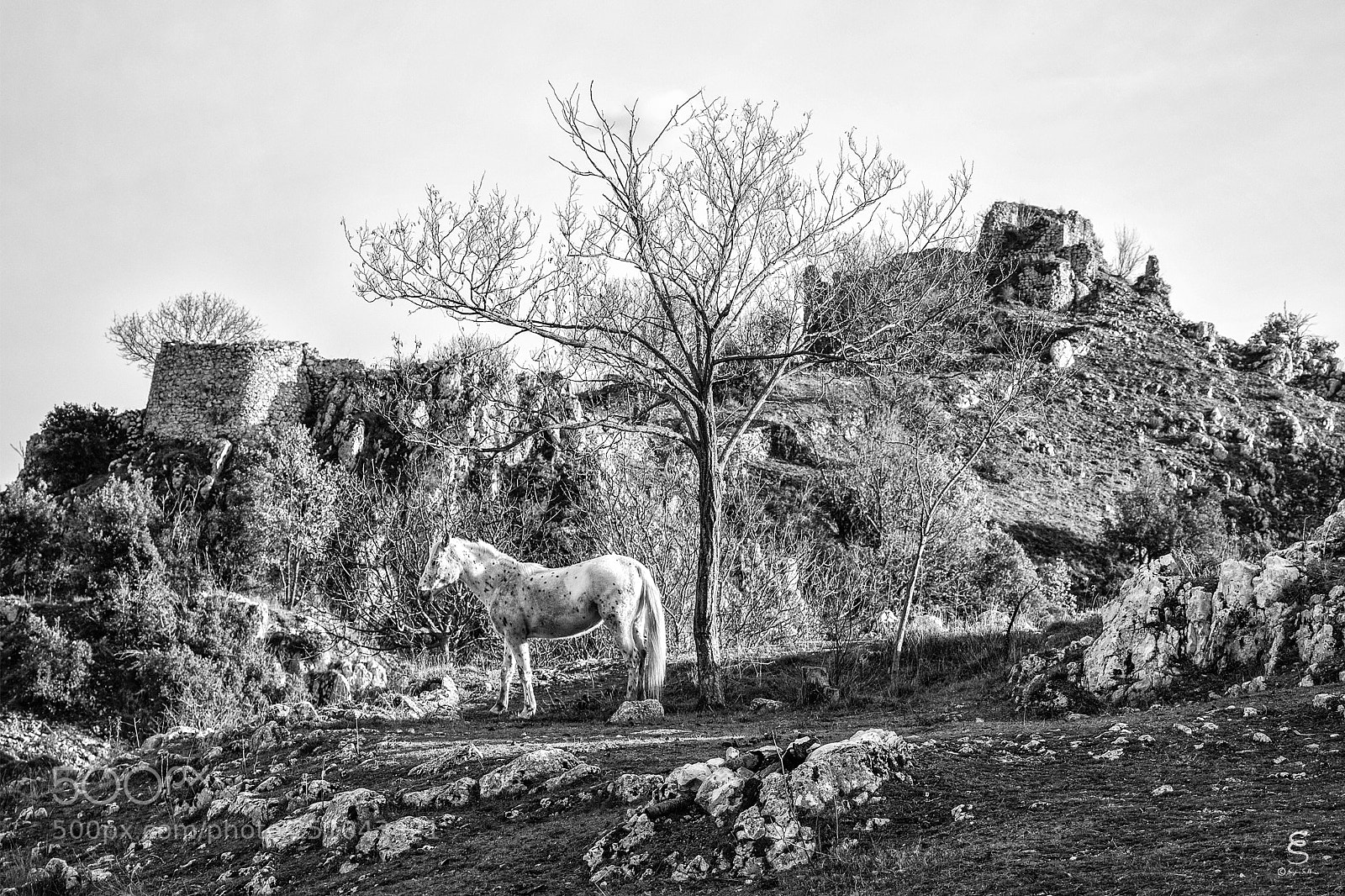 Canon EOS 700D (EOS Rebel T5i / EOS Kiss X7i) sample photo. Il torraccio photography