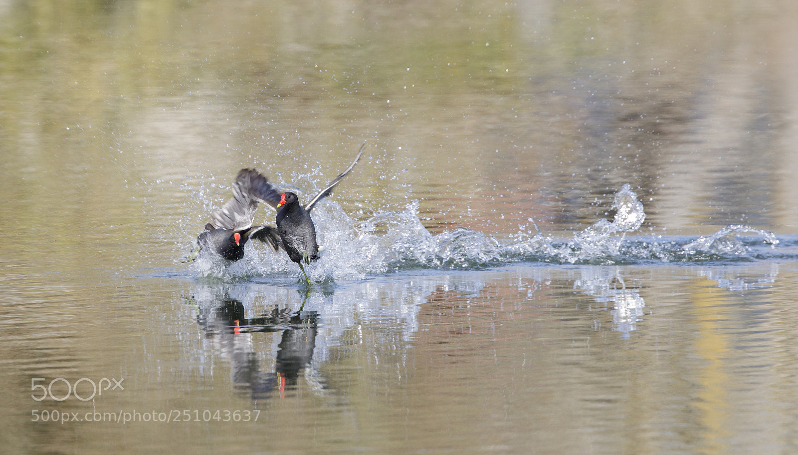 Canon EOS 5D Mark IV sample photo. Gallinule poule-d'eau photography