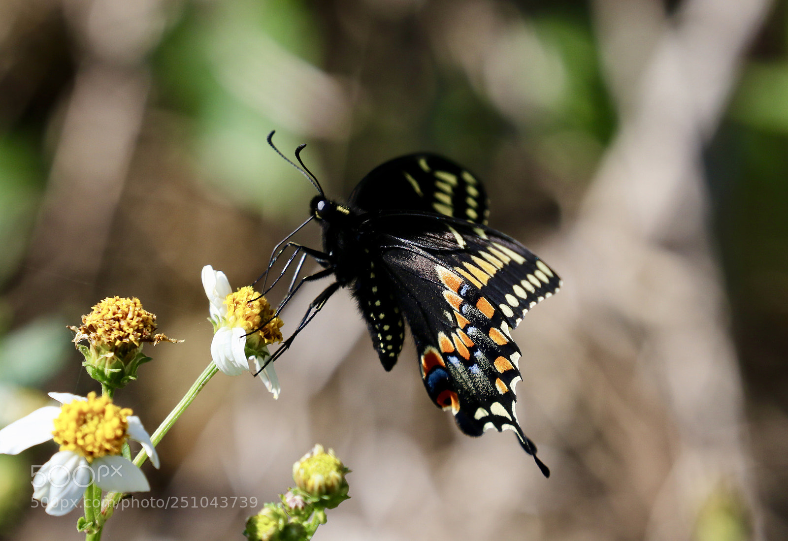 Canon EOS 80D sample photo. Butterfly photography