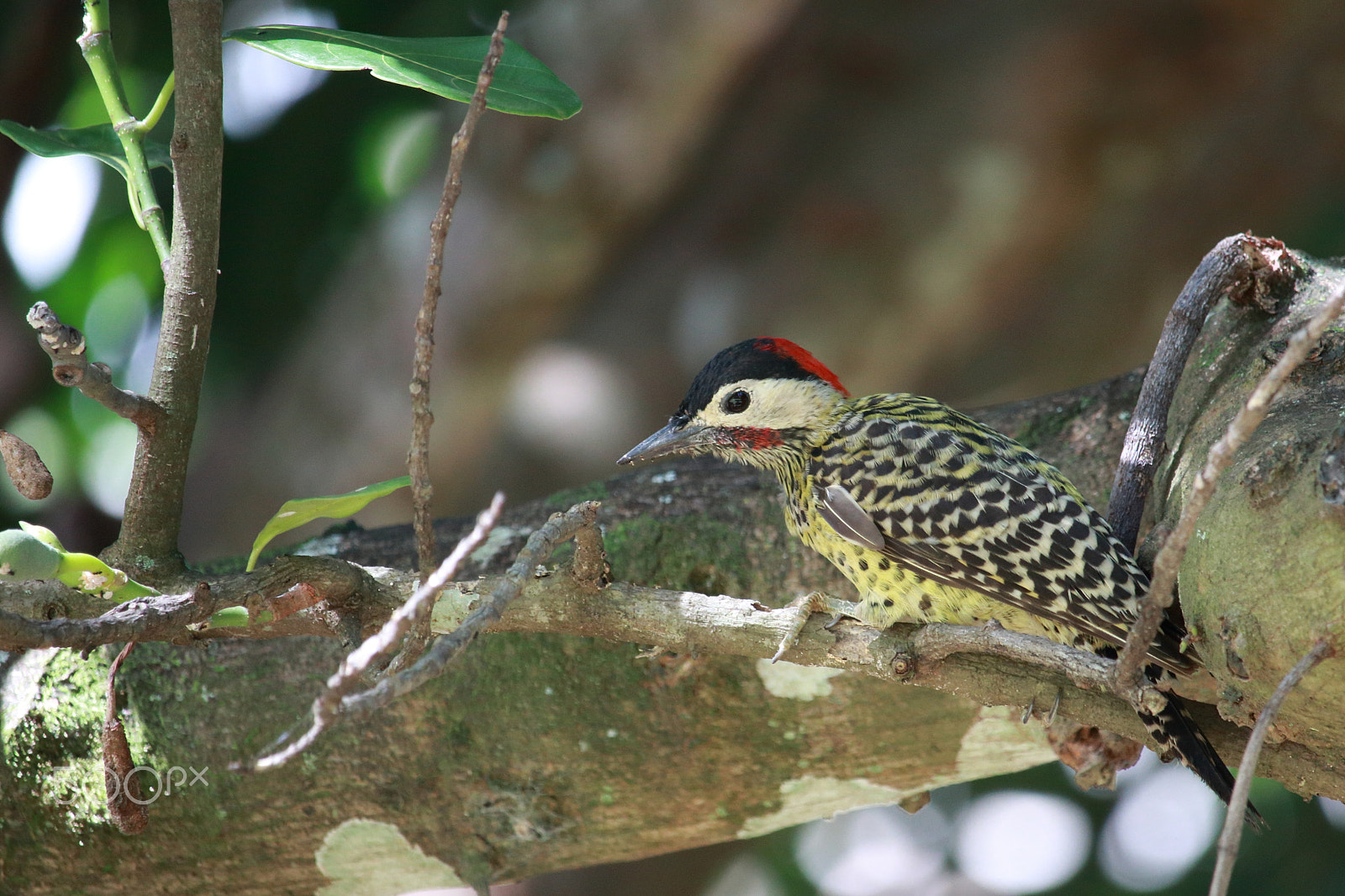 Canon EOS 80D + Canon EF-S 55-250mm F4-5.6 IS STM sample photo. Green-barred woodpecker (2) photography