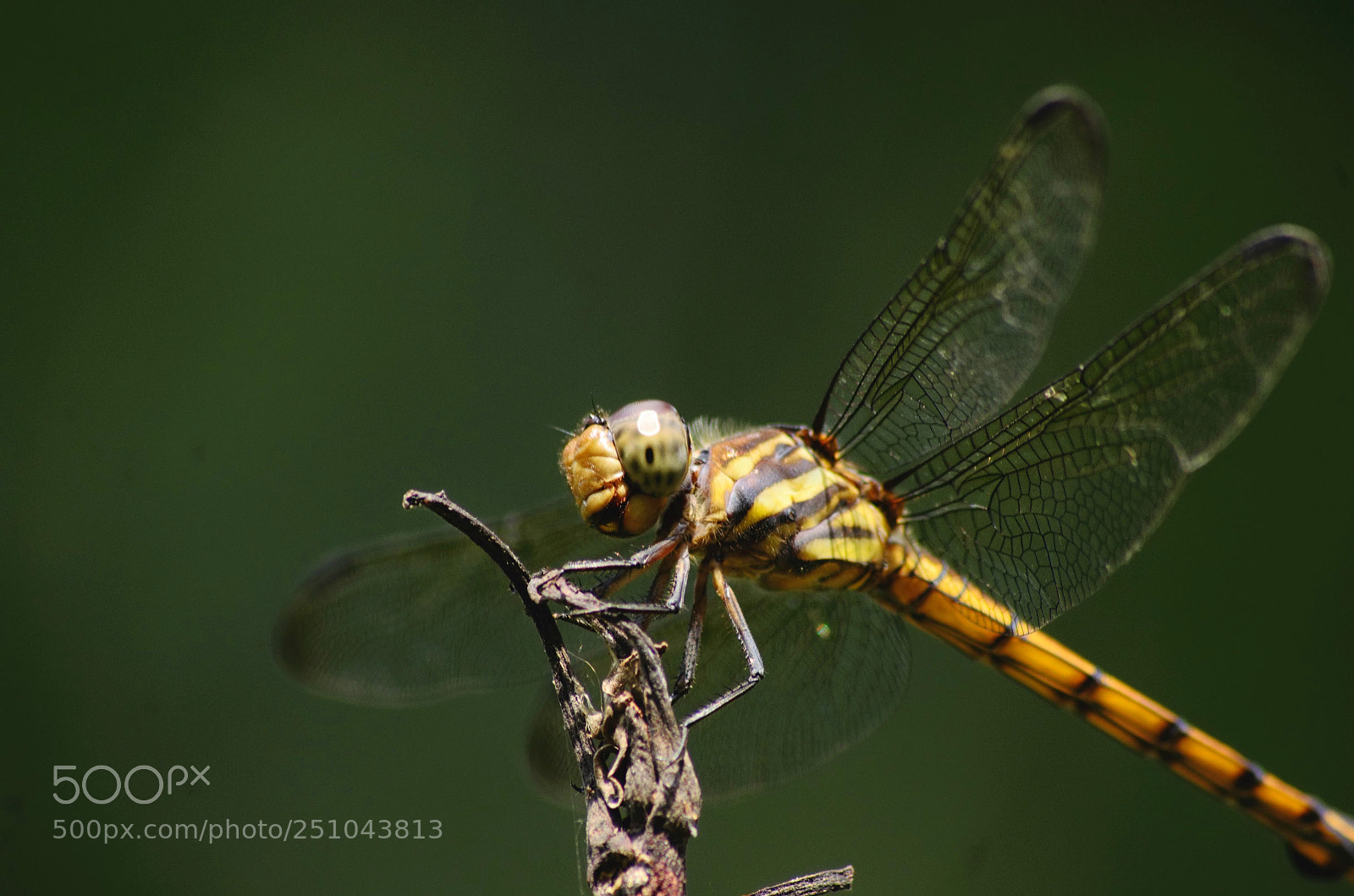 Nikon D5100 sample photo. Dragonfly photography