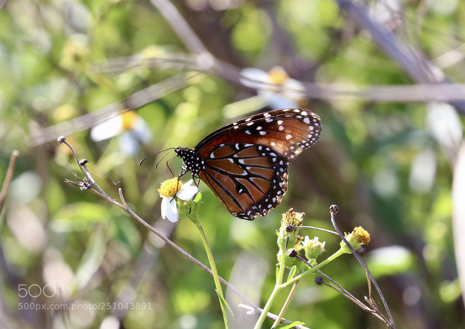 Canon EOS 80D sample photo. Butterfly photography