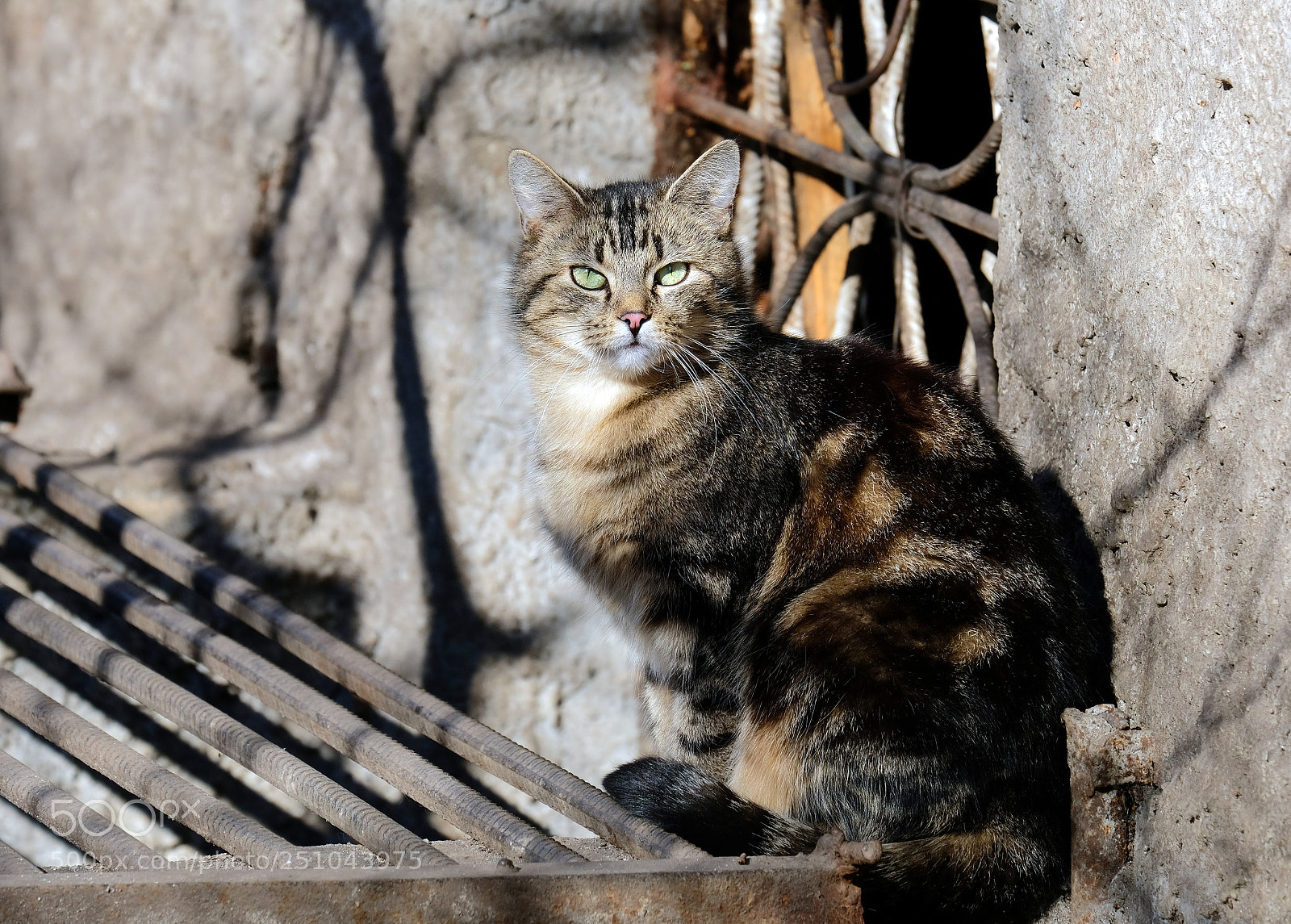 Fujifilm X-T20 sample photo. Cat under sunlights photography