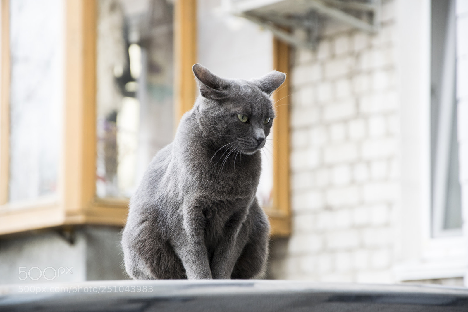 Nikon D3300 sample photo. Gray cat photography