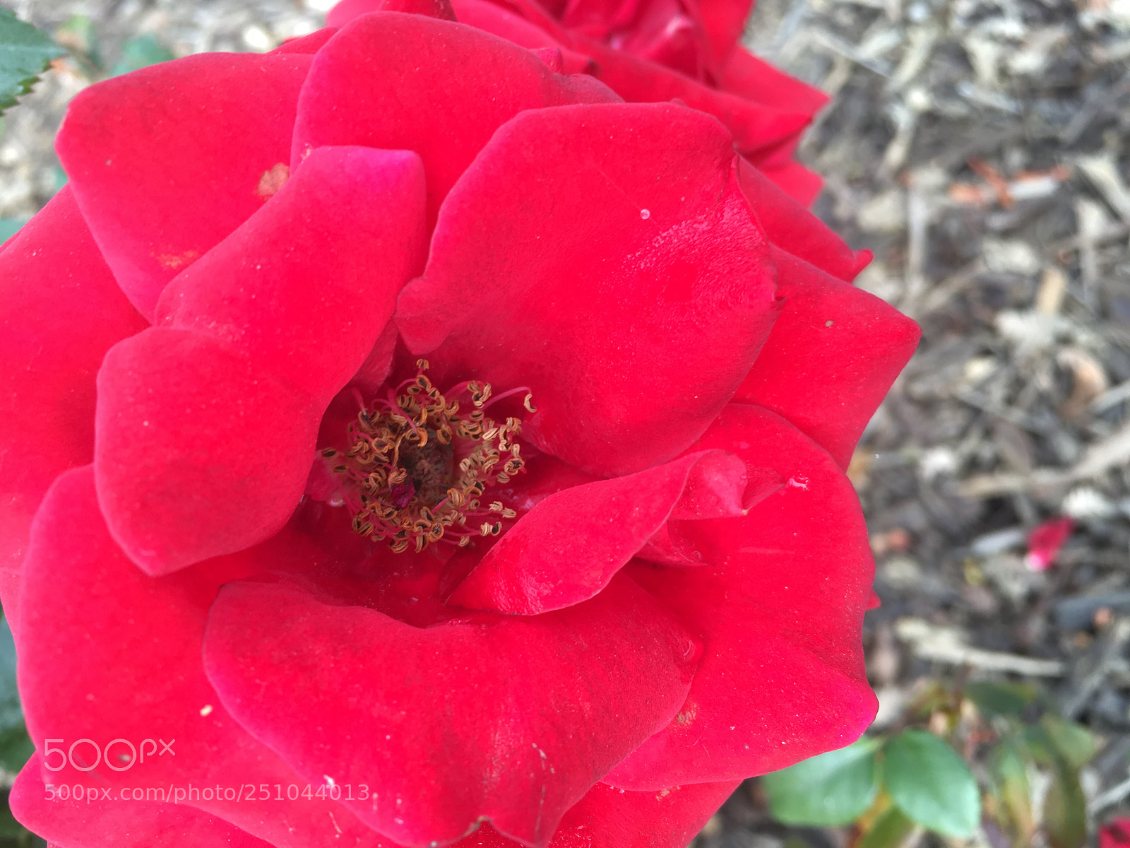 Apple iPhone SE sample photo. Pink or red? photography