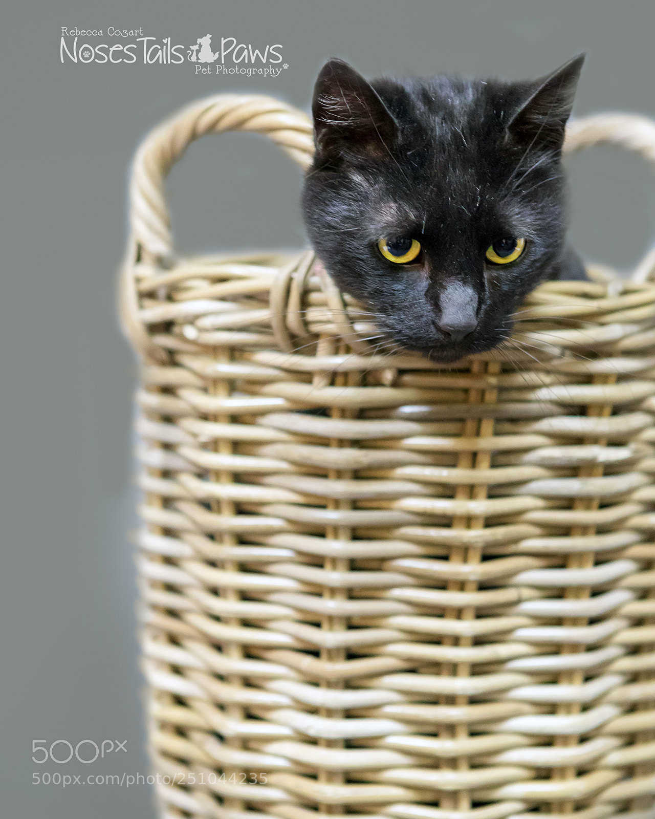 Canon EOS 5D Mark IV sample photo. Basket cat photography