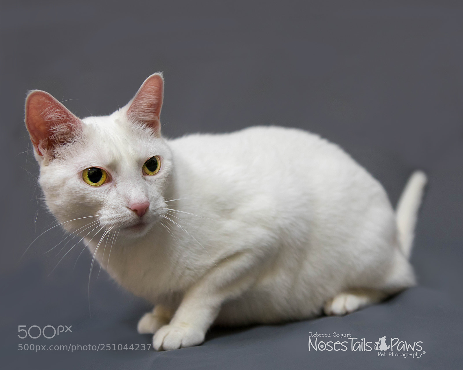 Canon EOS 5D Mark IV sample photo. Ready to pounce photography
