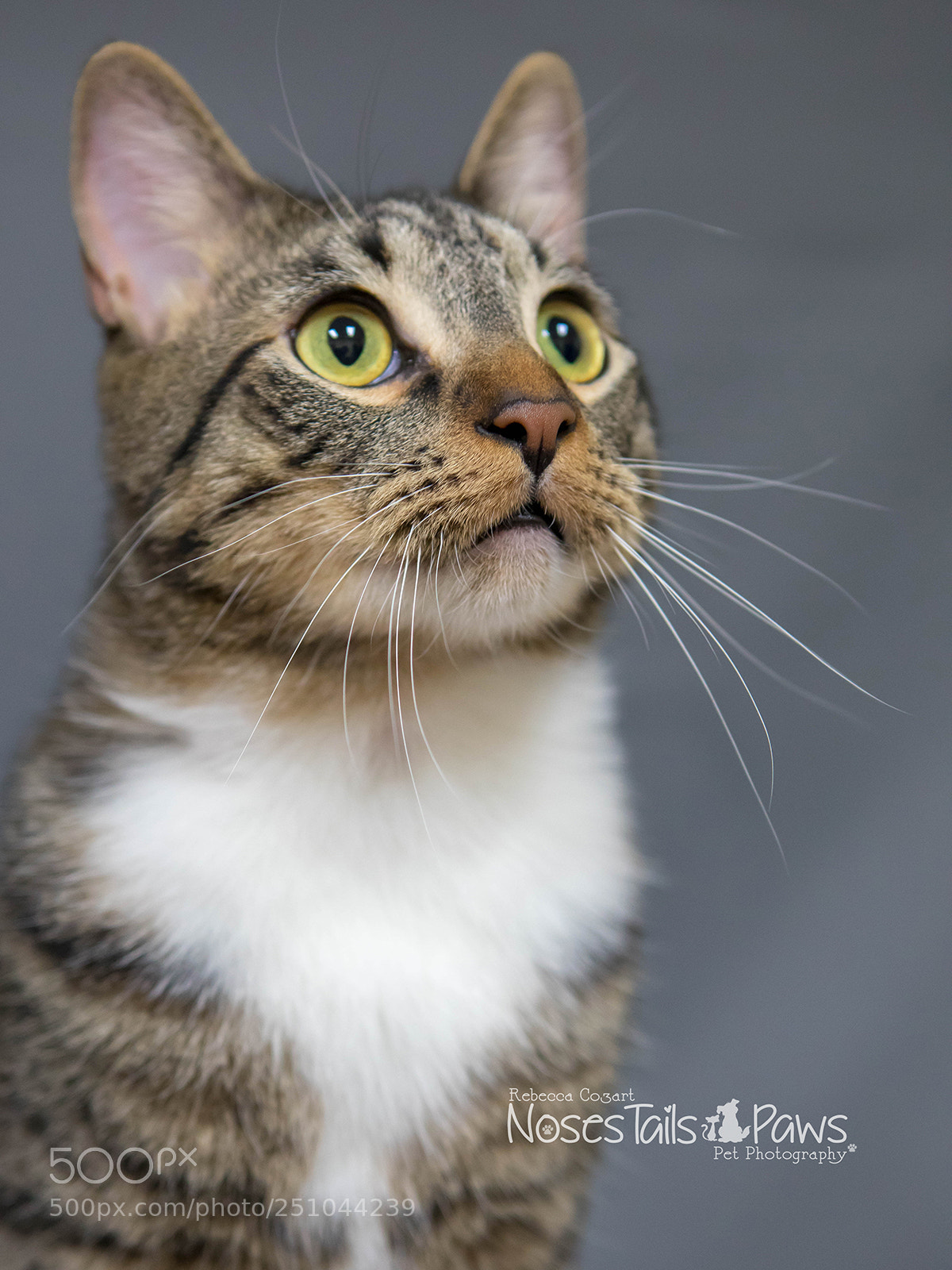 Canon EOS 5D Mark IV sample photo. Pretty kitty photography