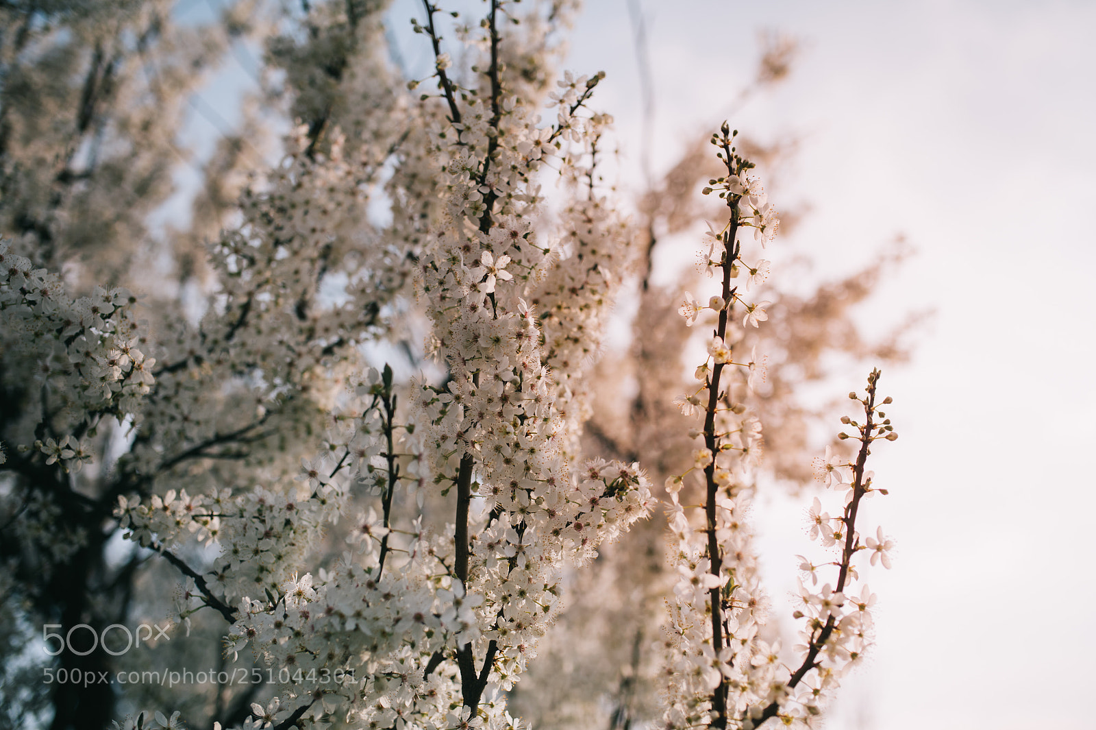 Nikon D4S sample photo. * photography