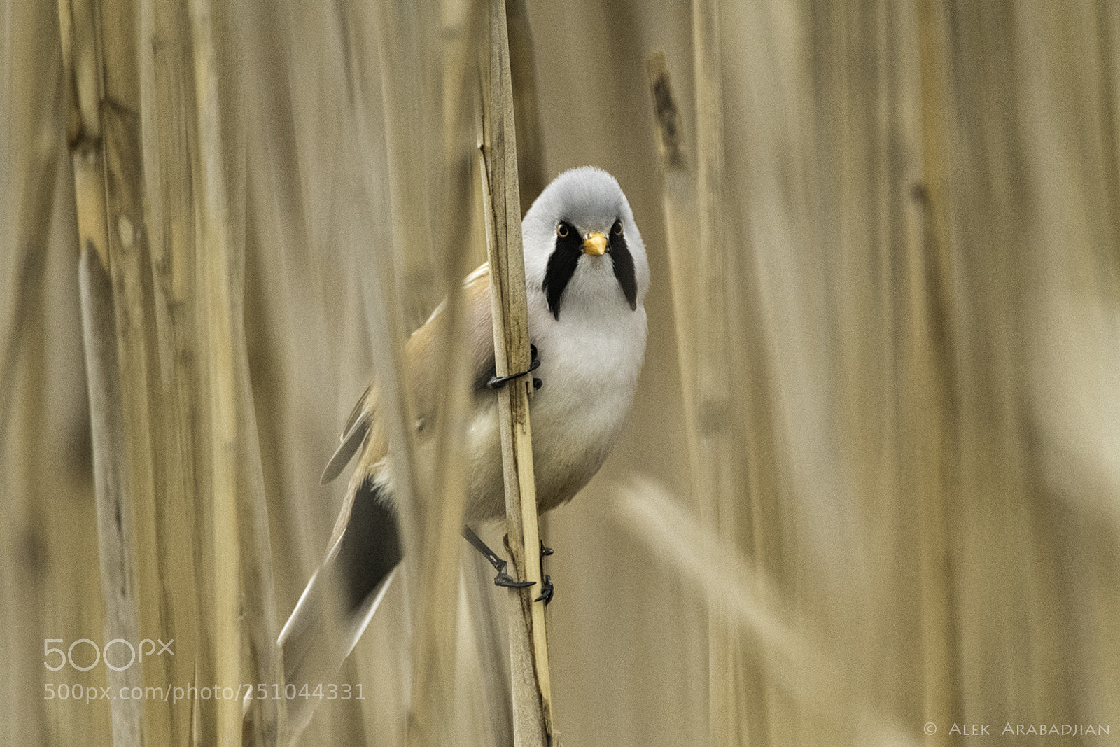 Nikon D500 sample photo. The good-looker in the photography