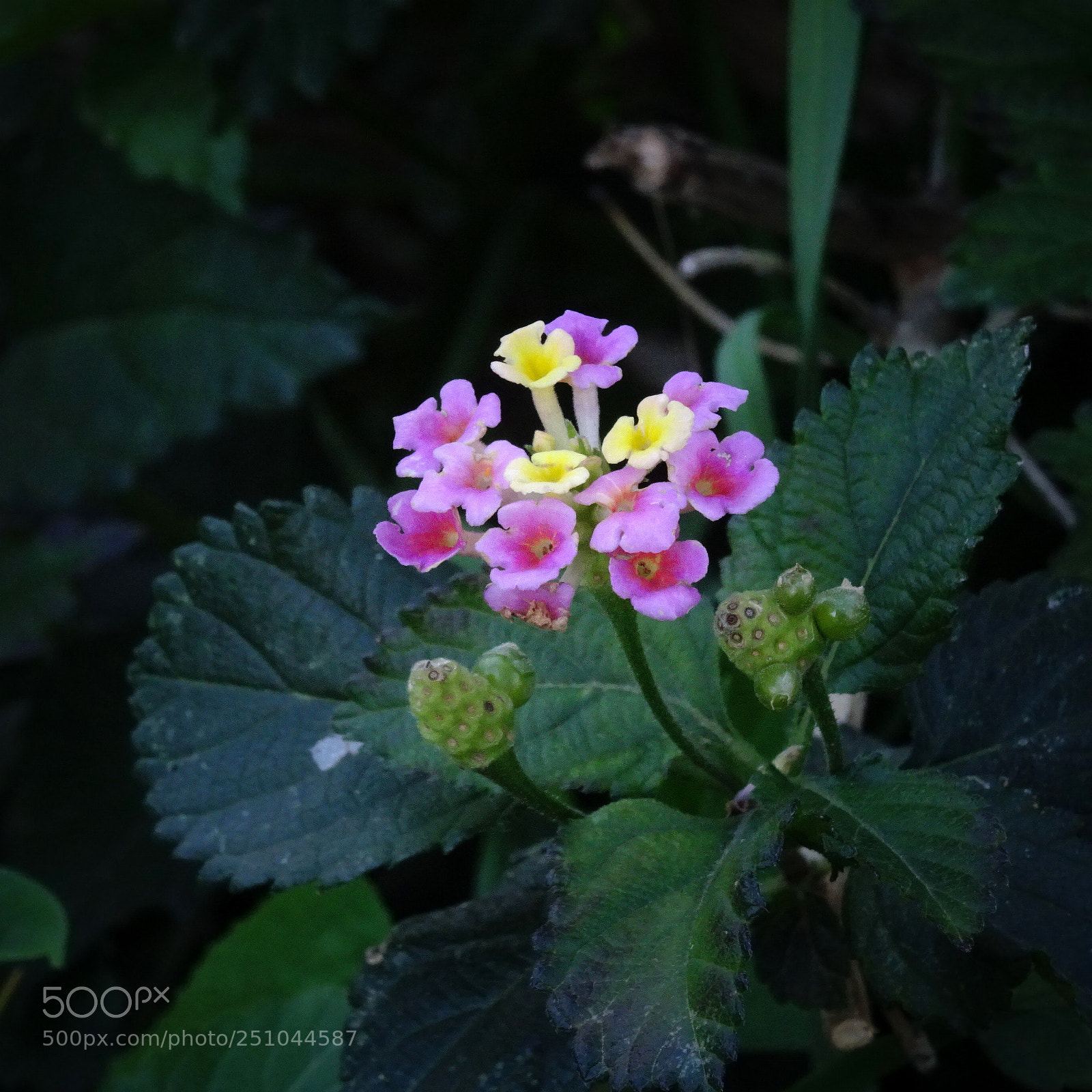 Sony DSC-HX60V sample photo. Colors of nature photography