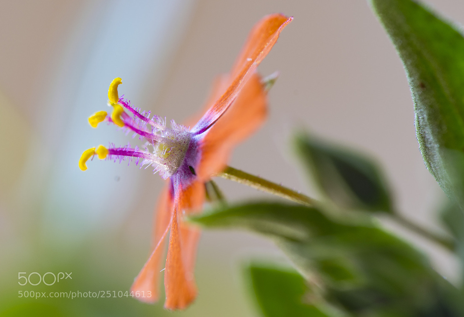 Nikon D5300 sample photo. Orange flower. photography