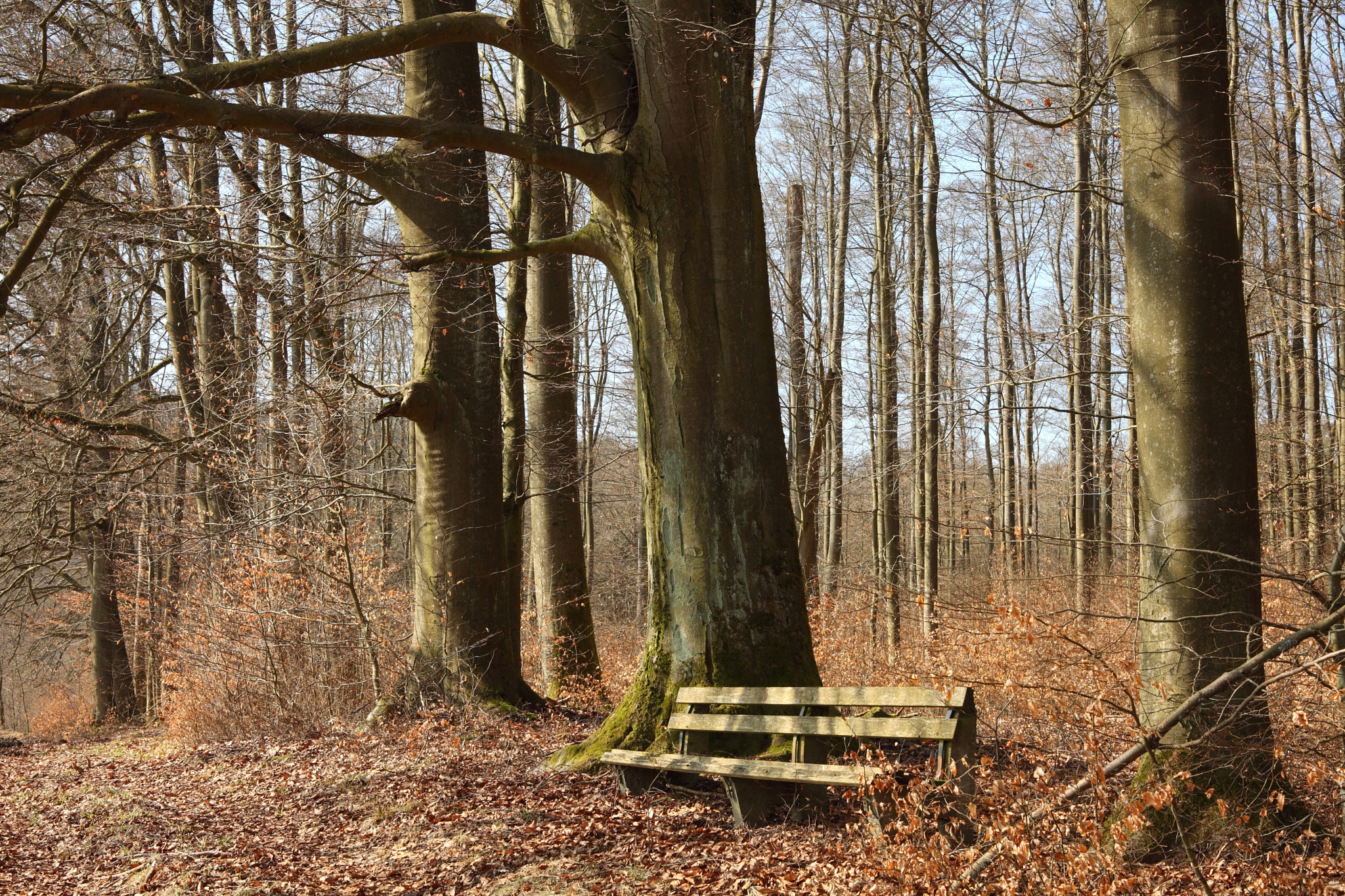 Canon EF 28-80mm f/3.5-5.6 sample photo. The beech forest photography
