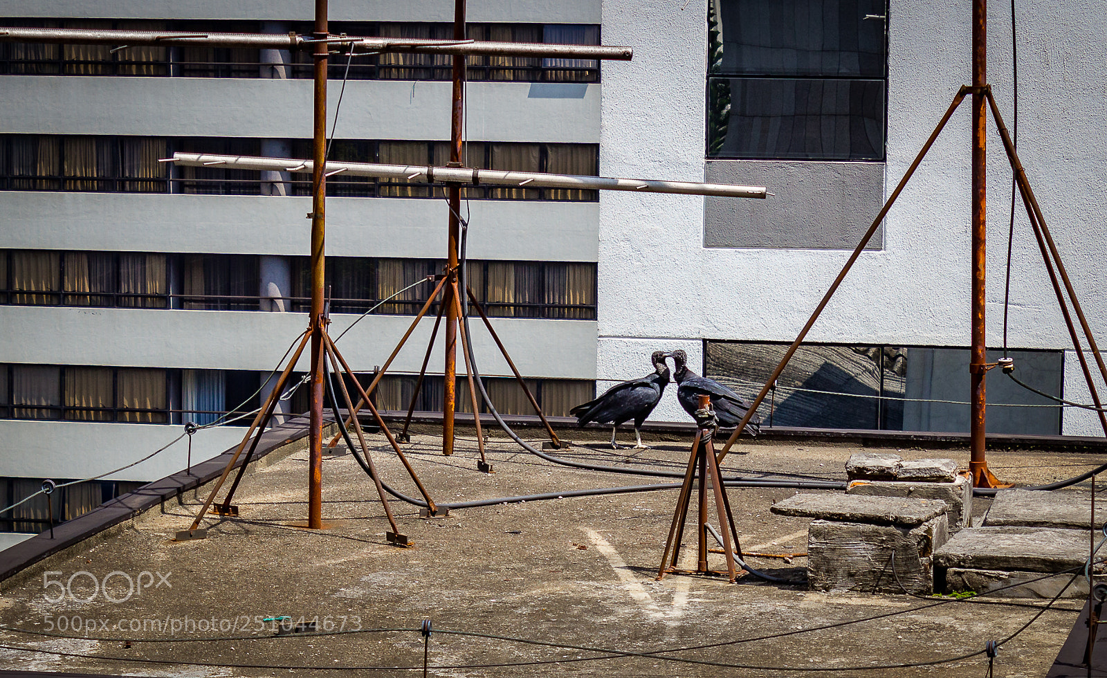 Canon EOS 1200D (EOS Rebel T5 / EOS Kiss X70 / EOS Hi) sample photo. Black vulture photography