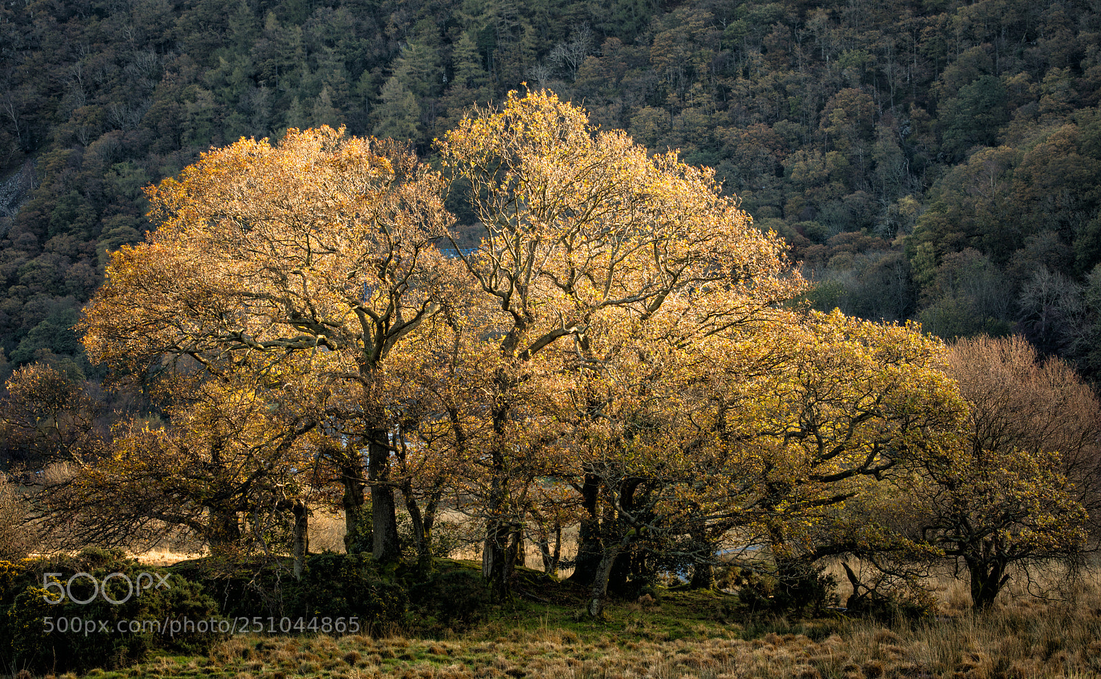 Canon EOS 5D Mark IV sample photo. Light on the trees photography