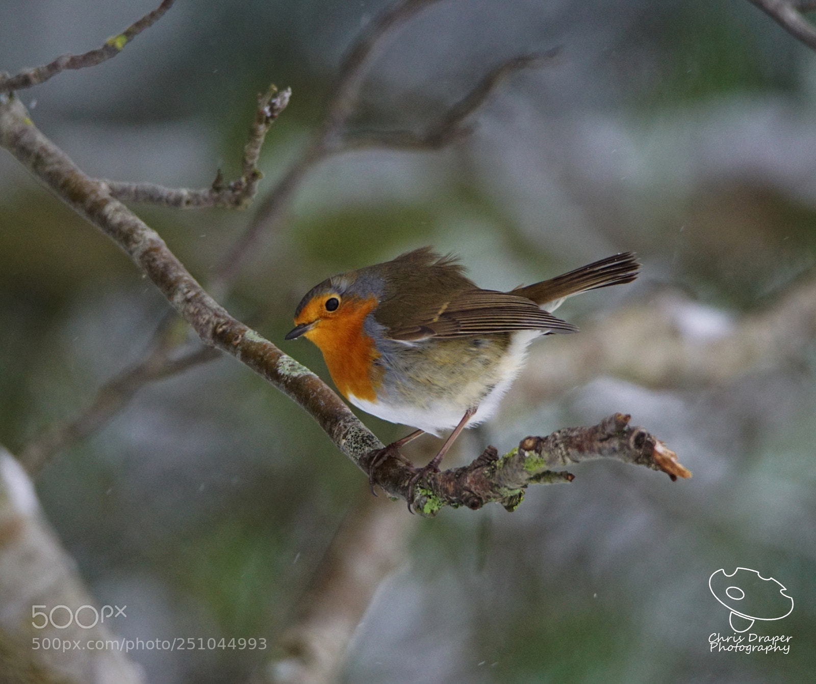 Sony ILCA-77M2 sample photo. Fluffy robin photography