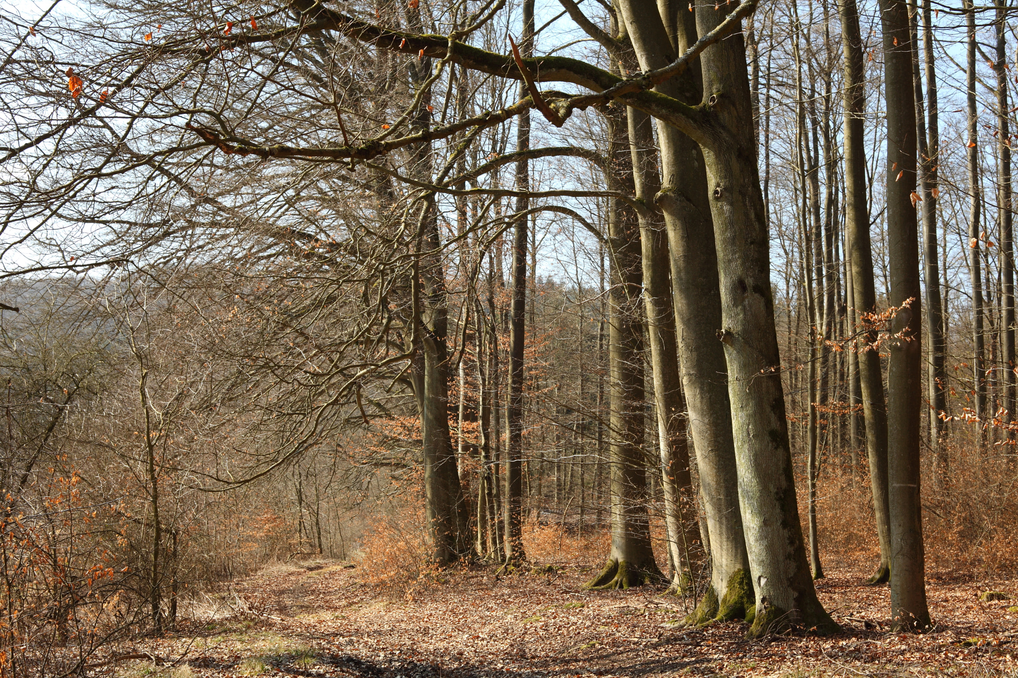 Canon EF 28-80mm f/3.5-5.6 sample photo. The beech forest photography