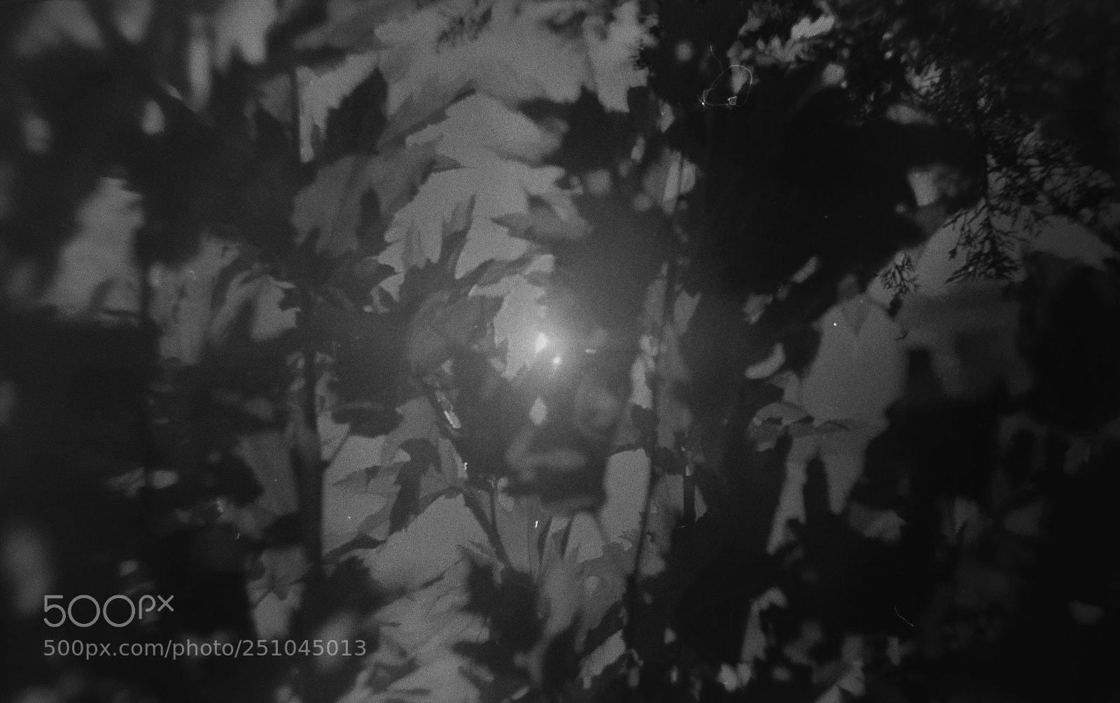 Panasonic Lumix DC-GH5 sample photo. Preveli film photography