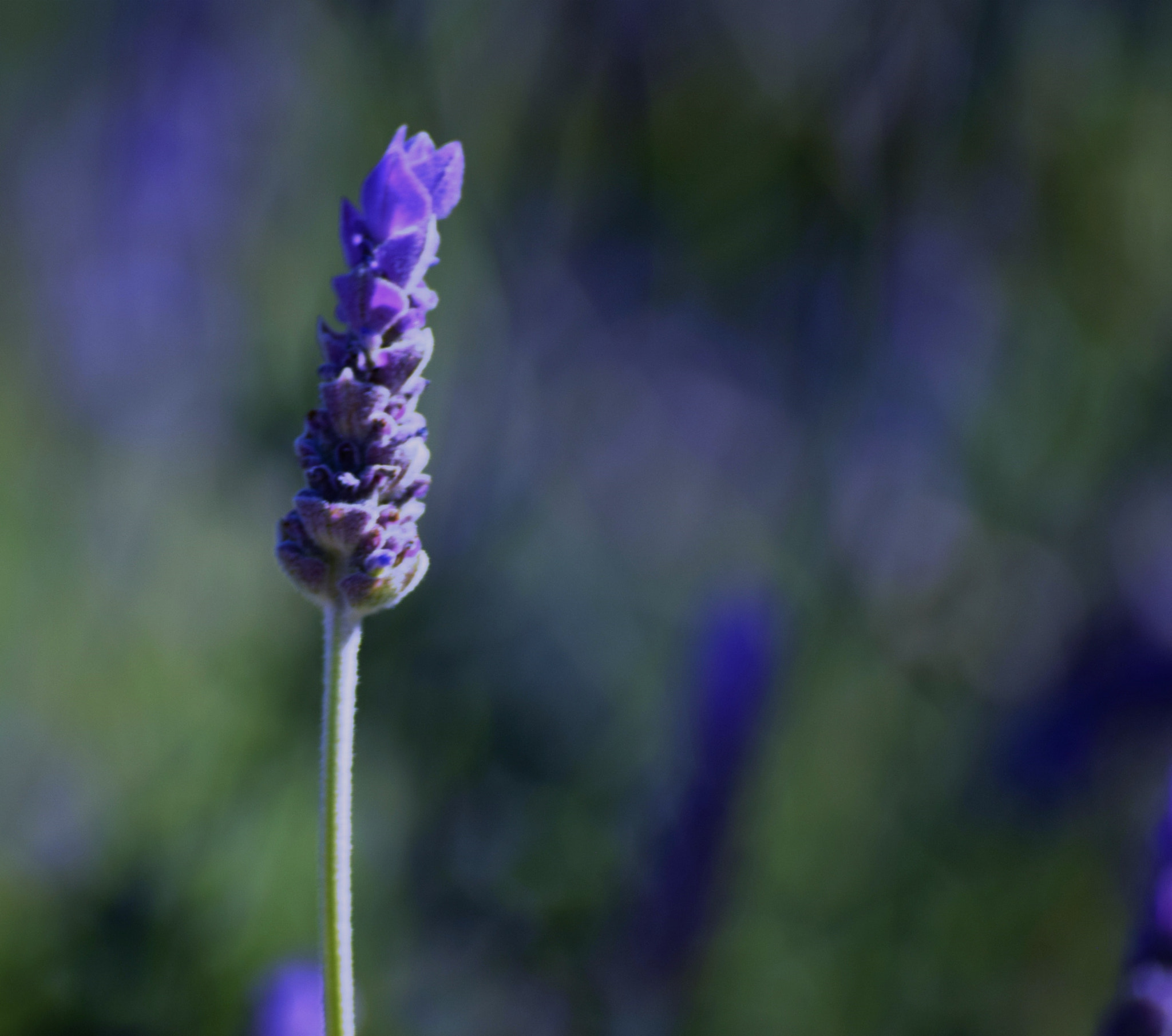 Nikon D3300 sample photo. Spattered with blue... photography
