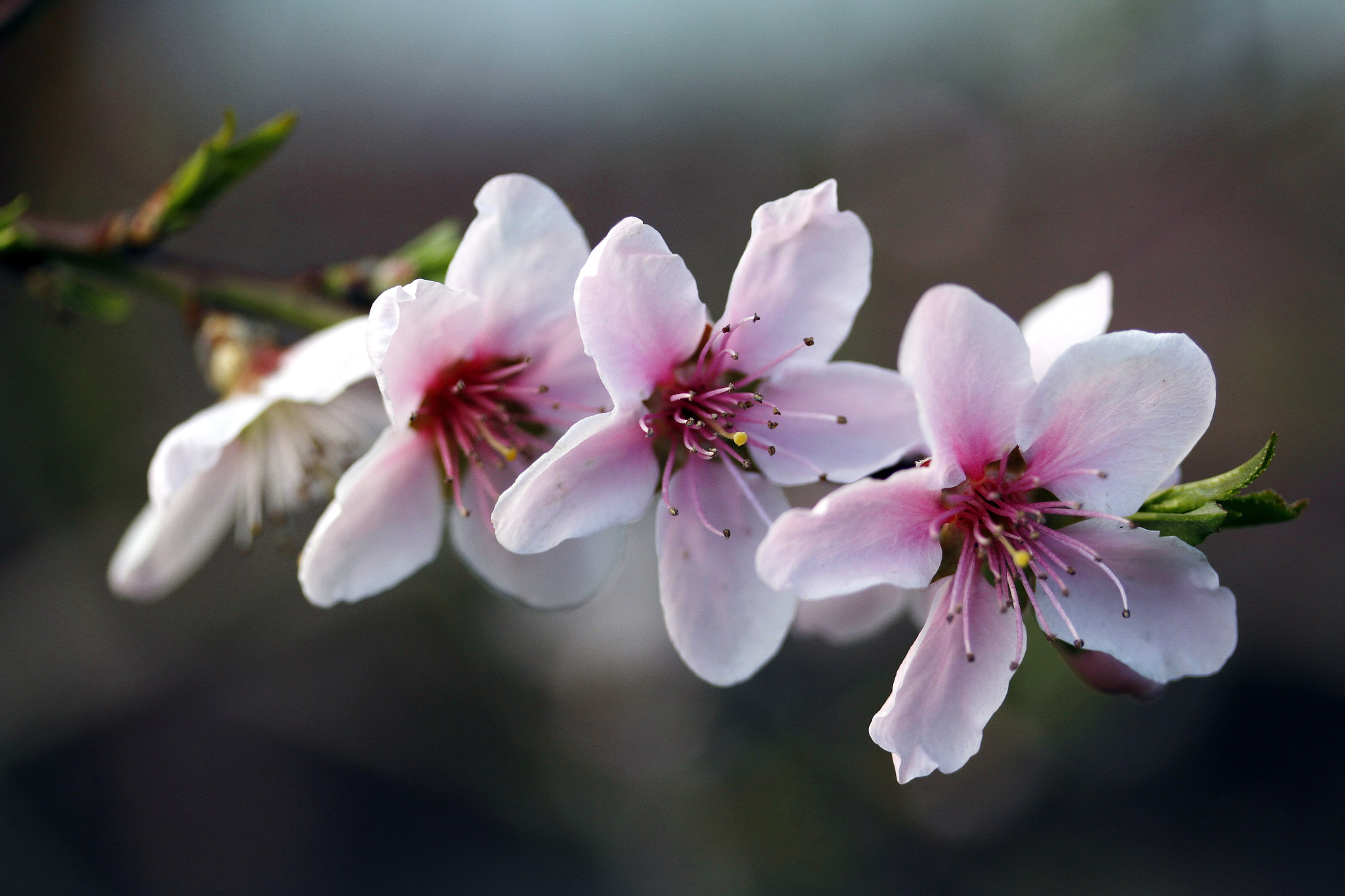 Canon EF-S 60mm F2.8 Macro USM sample photo